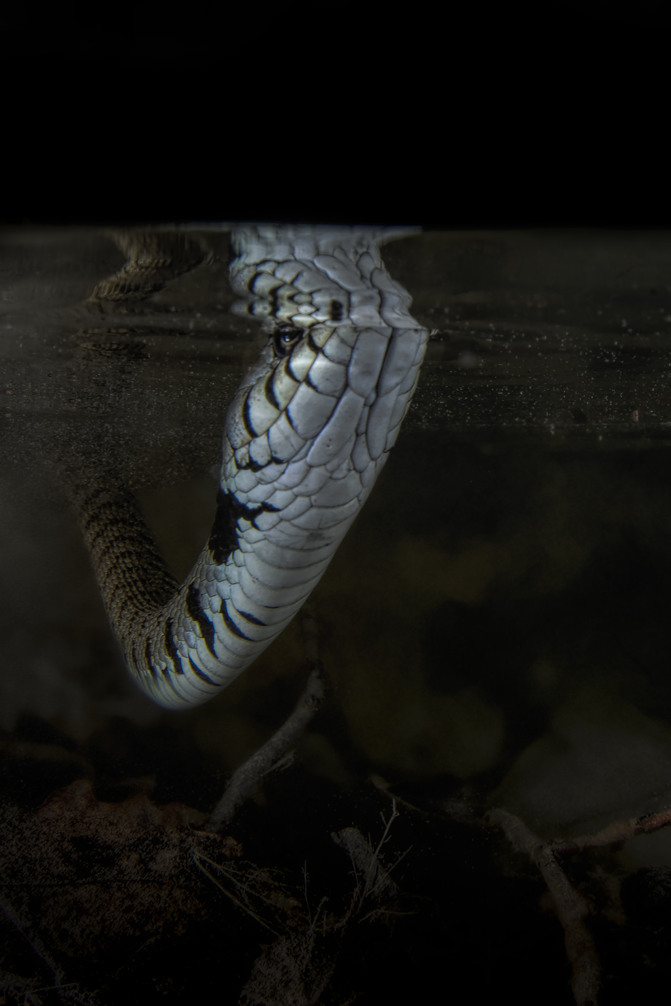 natrice tassellata  Natrix tessellata