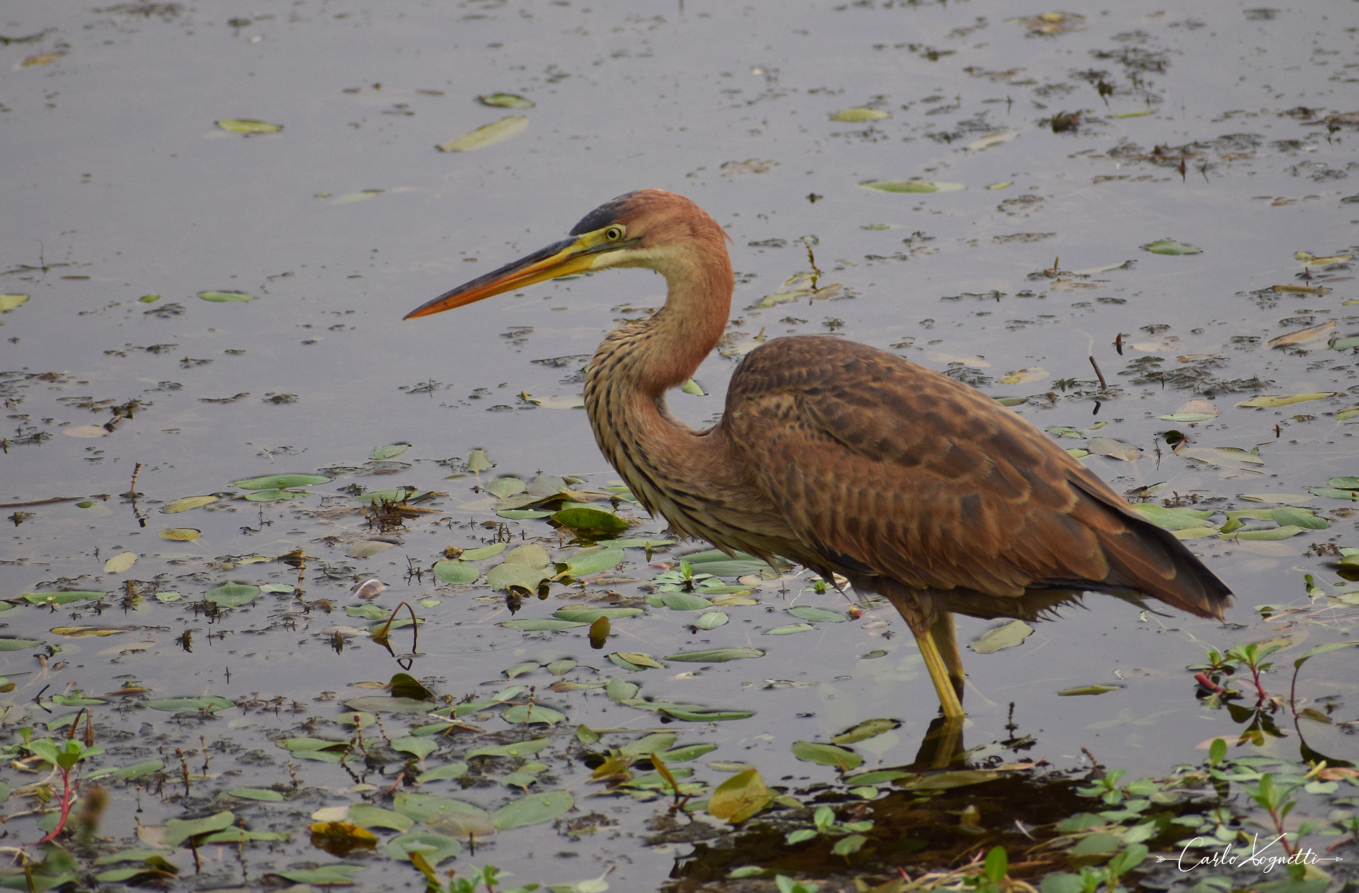 Ardea purpurea