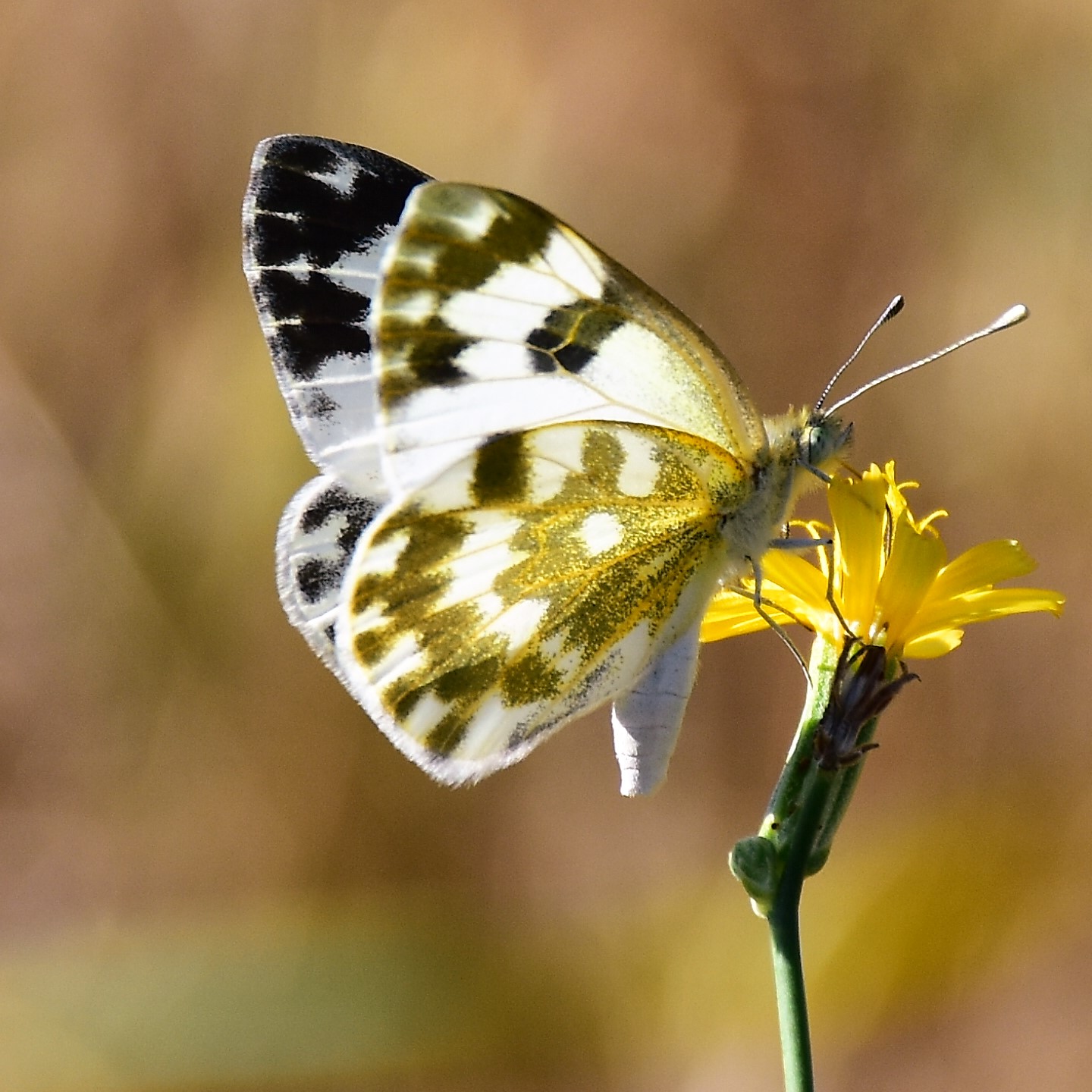 girando per il giardino