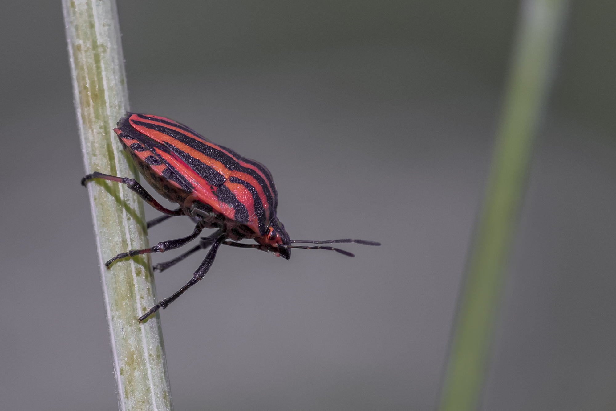 Lineato di graphosoma