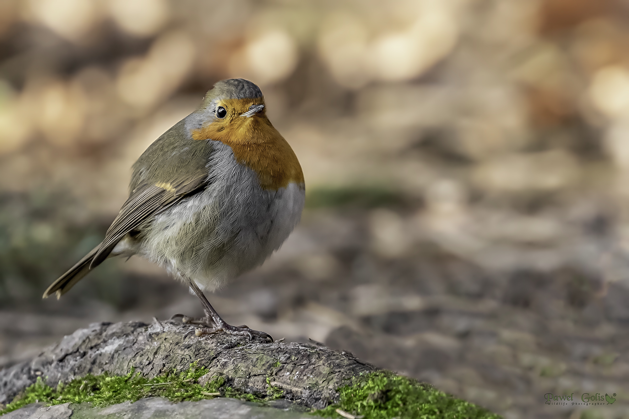 Pettirosso europeo (Erithacus rubecula)