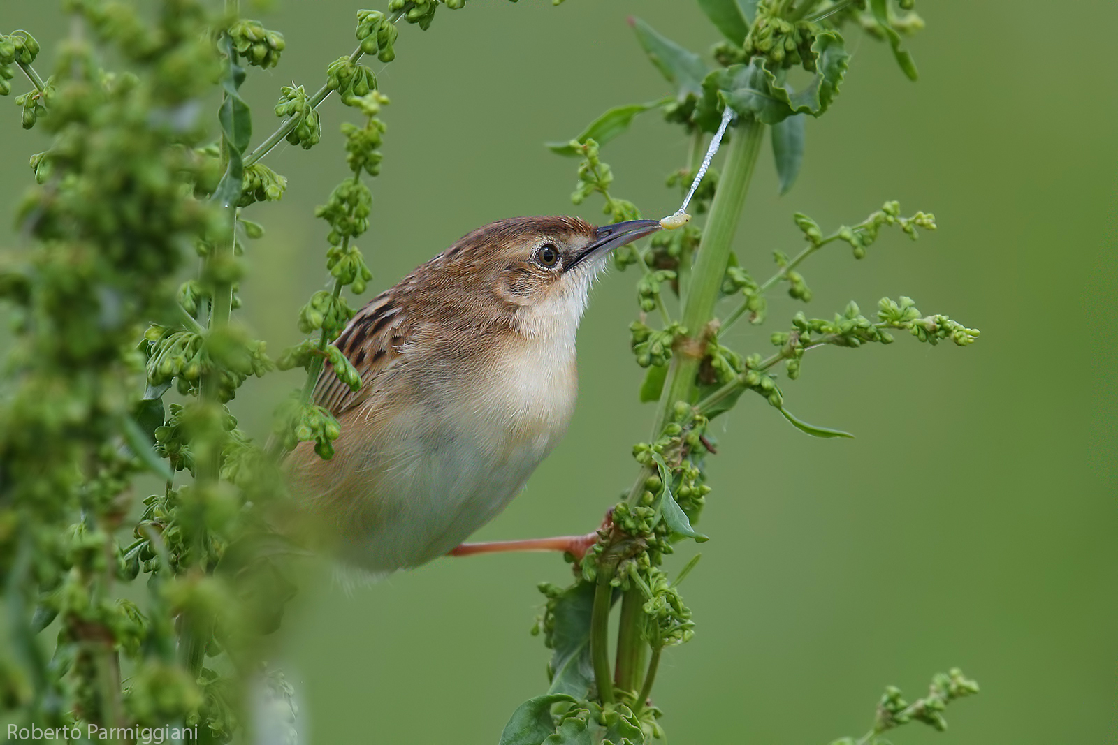 The micro-picking of the snipe