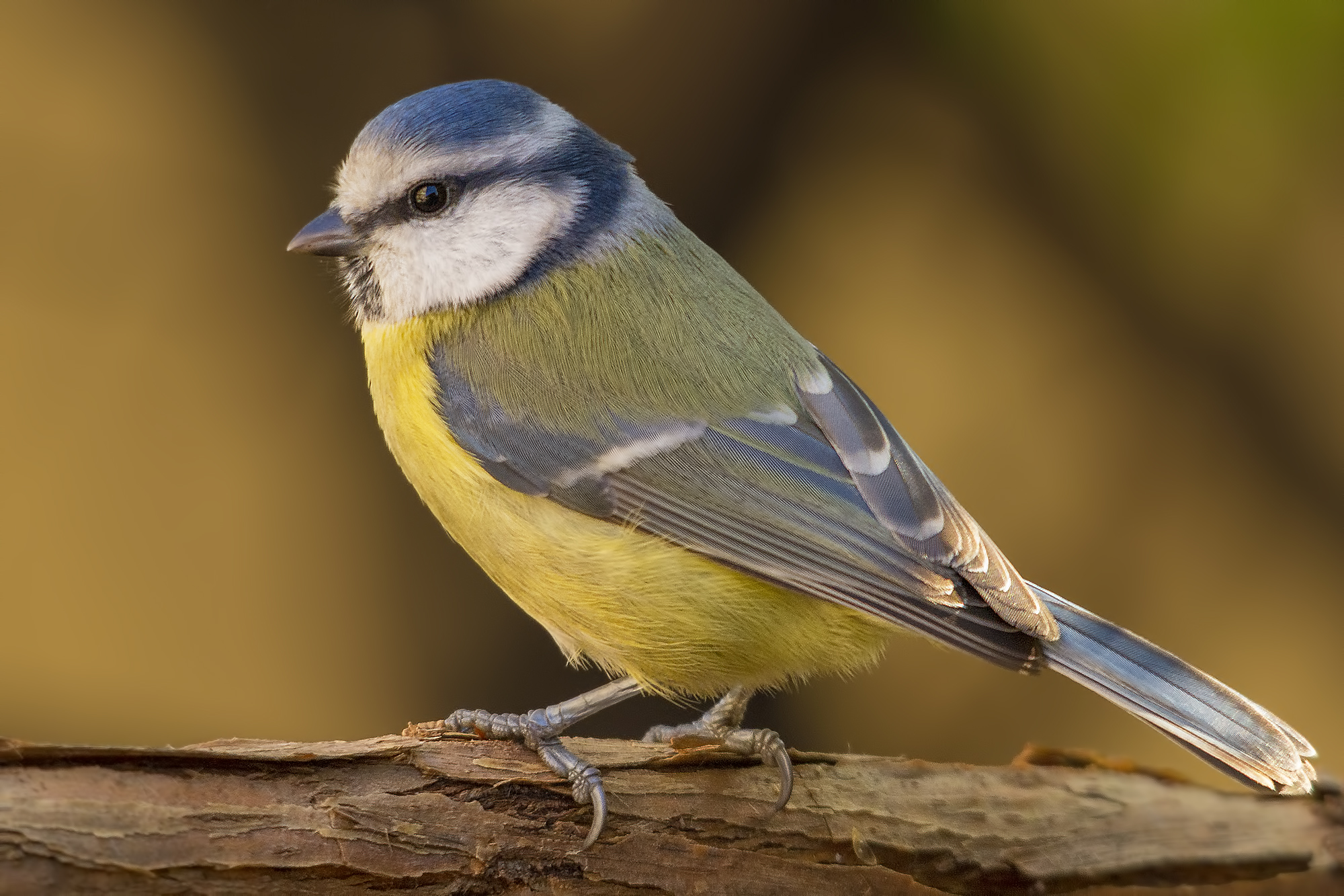 Cinciarella very close.