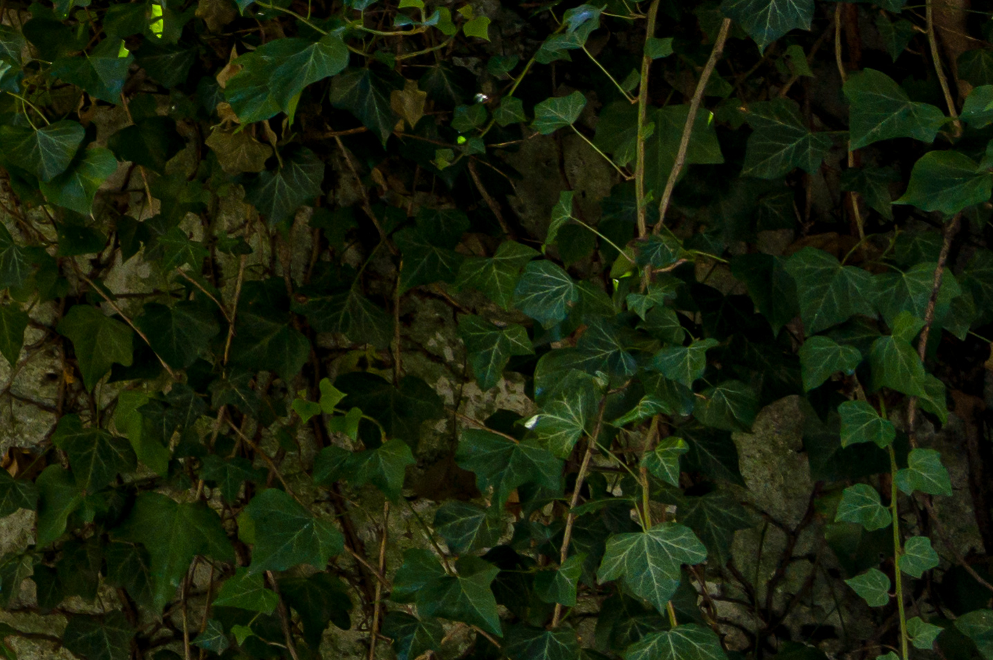 Shadow Recovery Overdone Crop