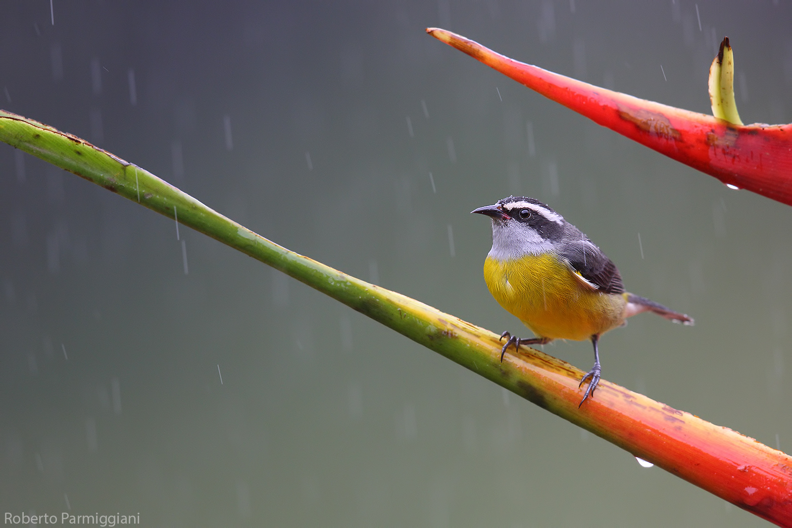 Bananaquit e acquazzone