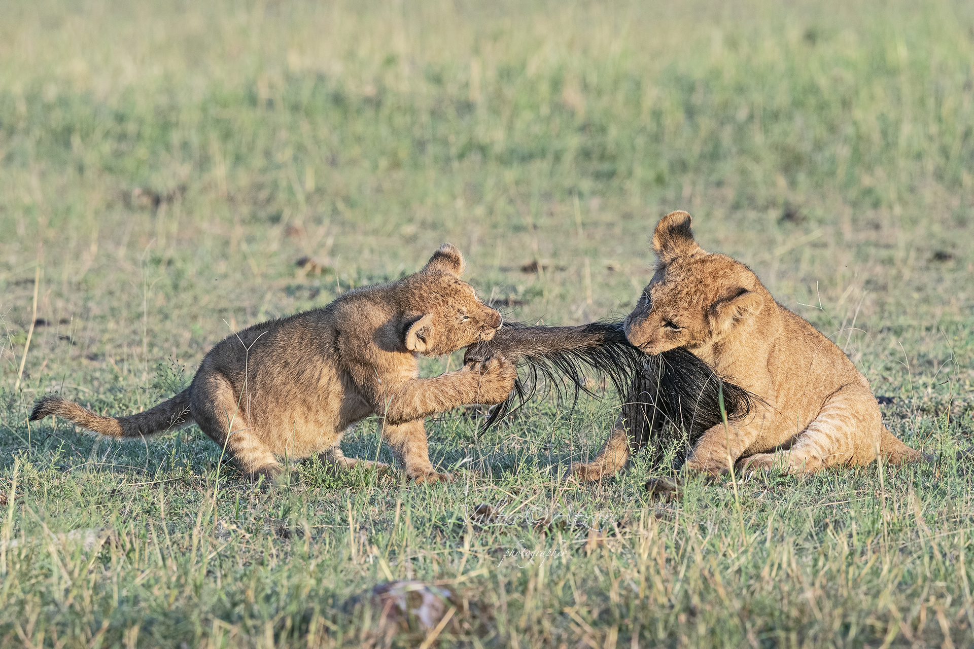The two lions compete for a piece of the wildebeest's tail