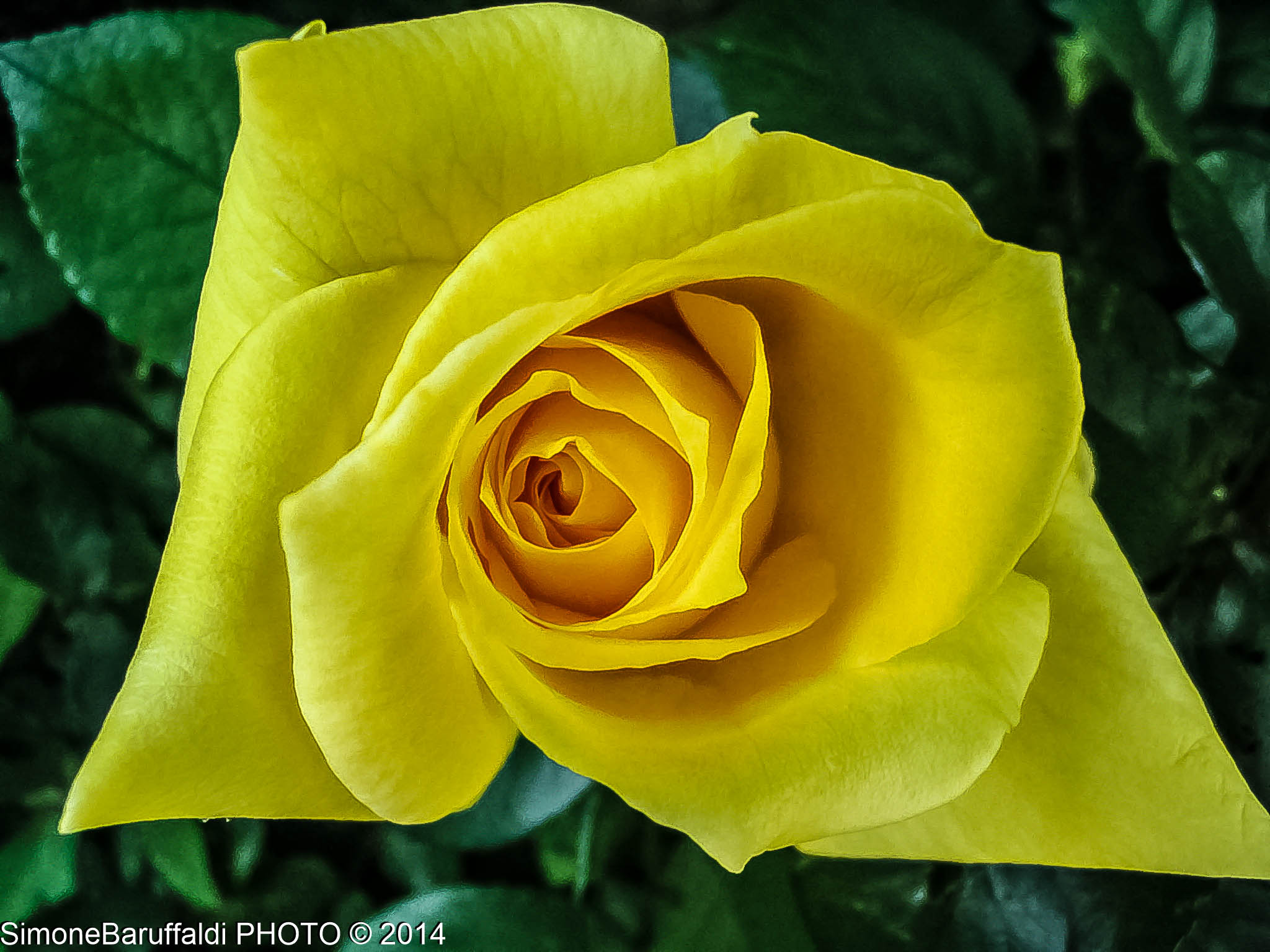 Macro fiore