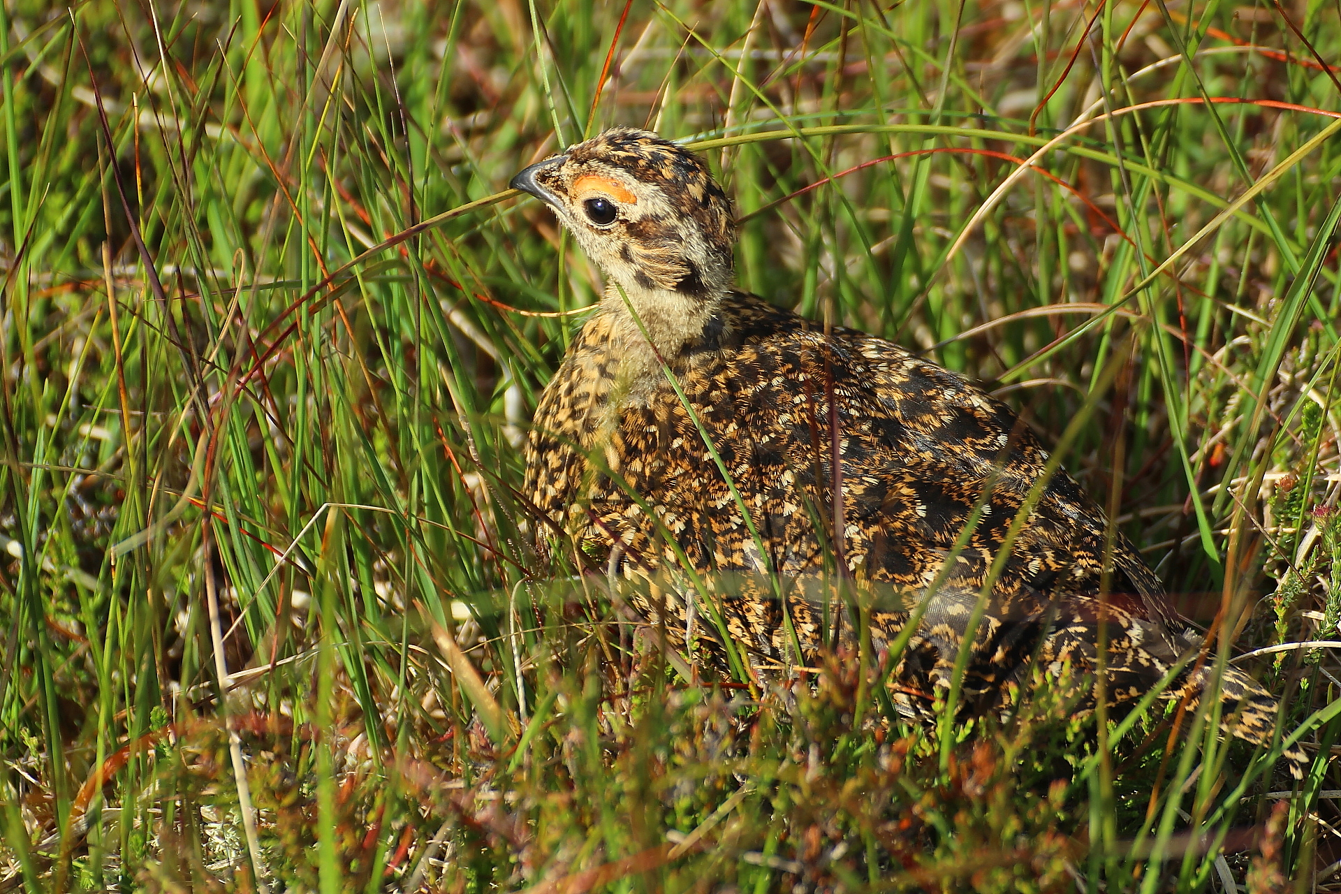 Red grouse
