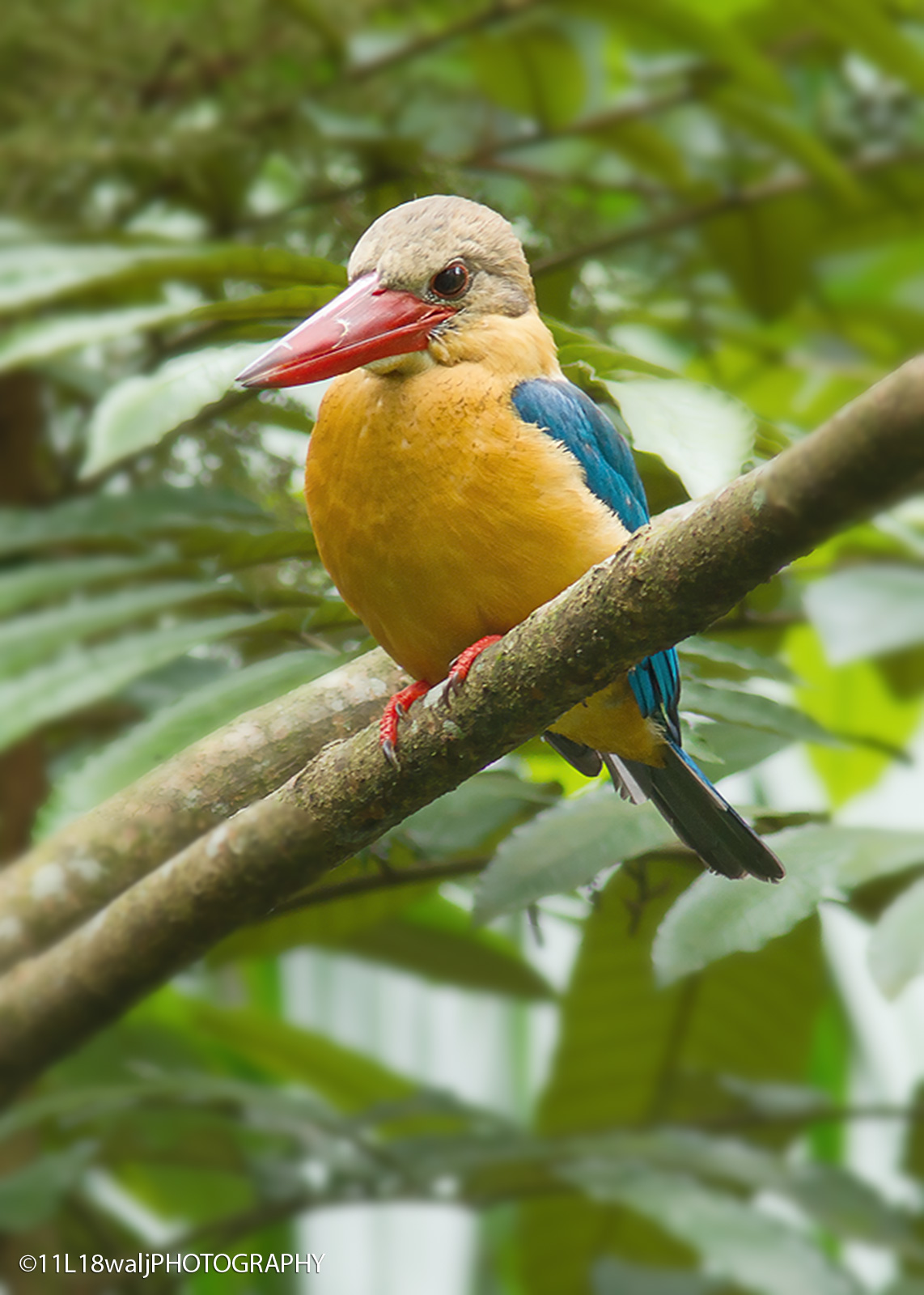 Ruddy Kingfisher