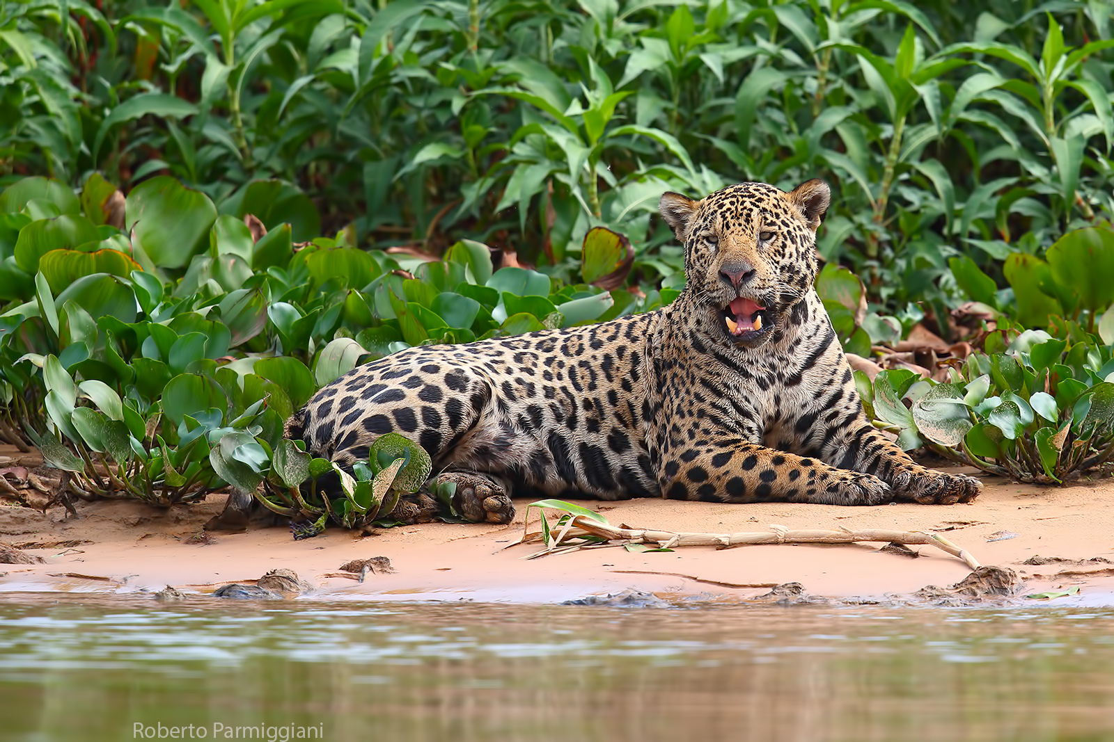 Il riposo del giaguaro