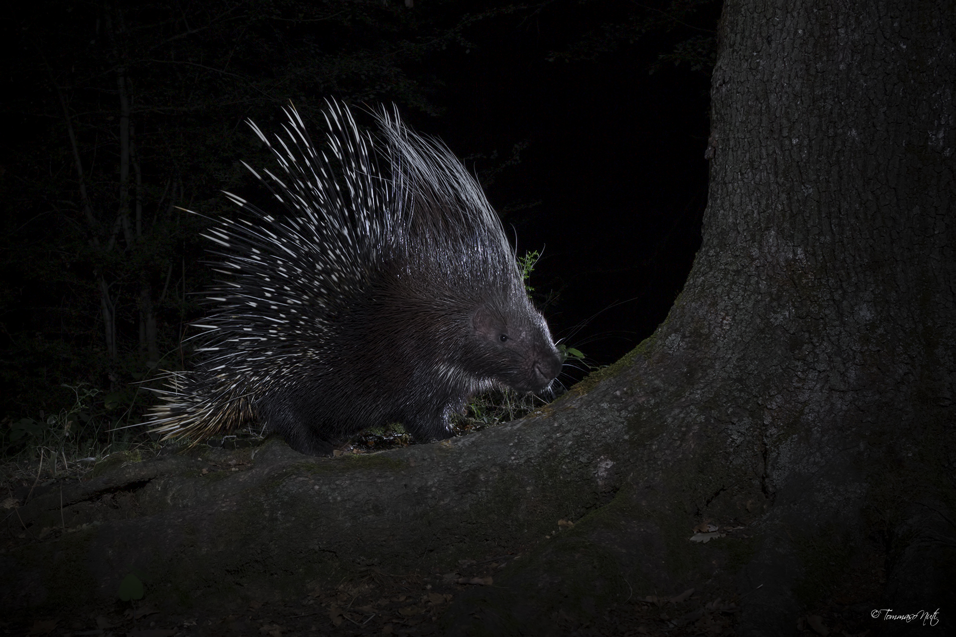 Istrice (Hystrix cristata)