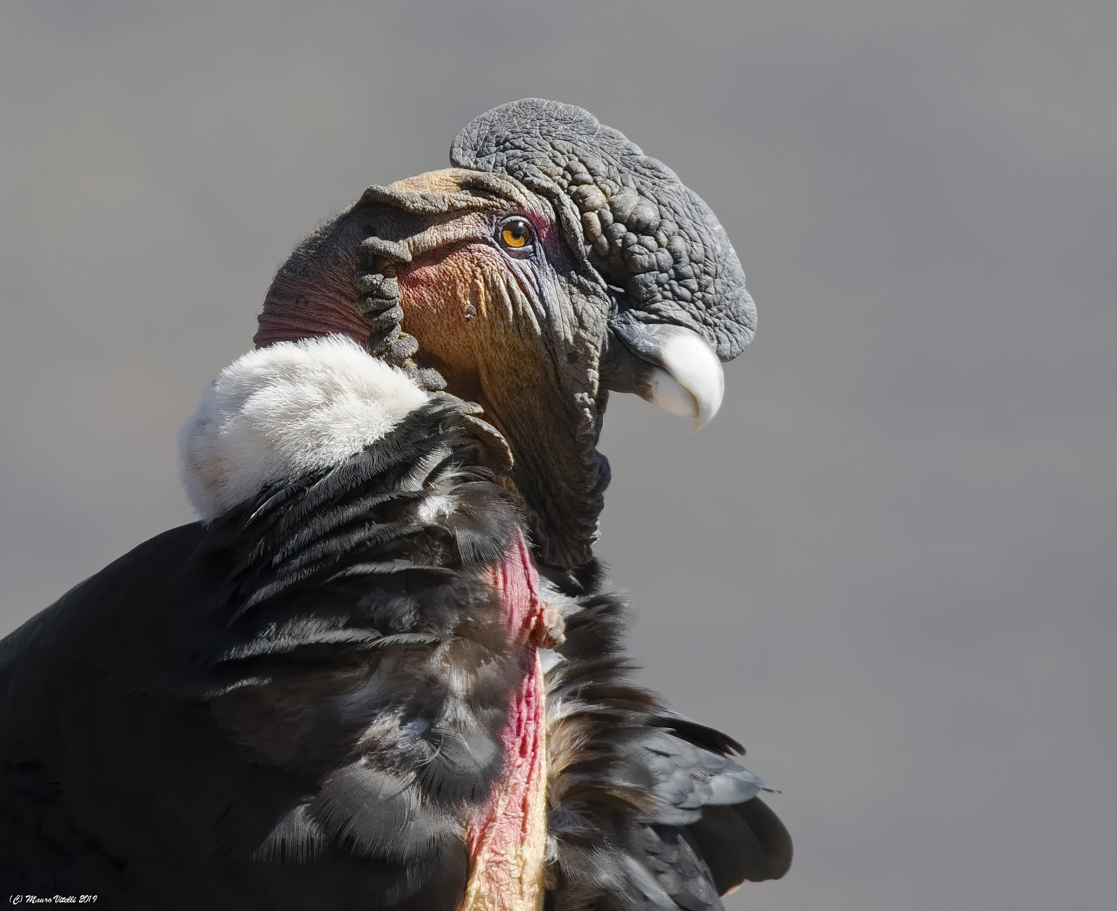 Condor Andinus (Vultur gryphus)