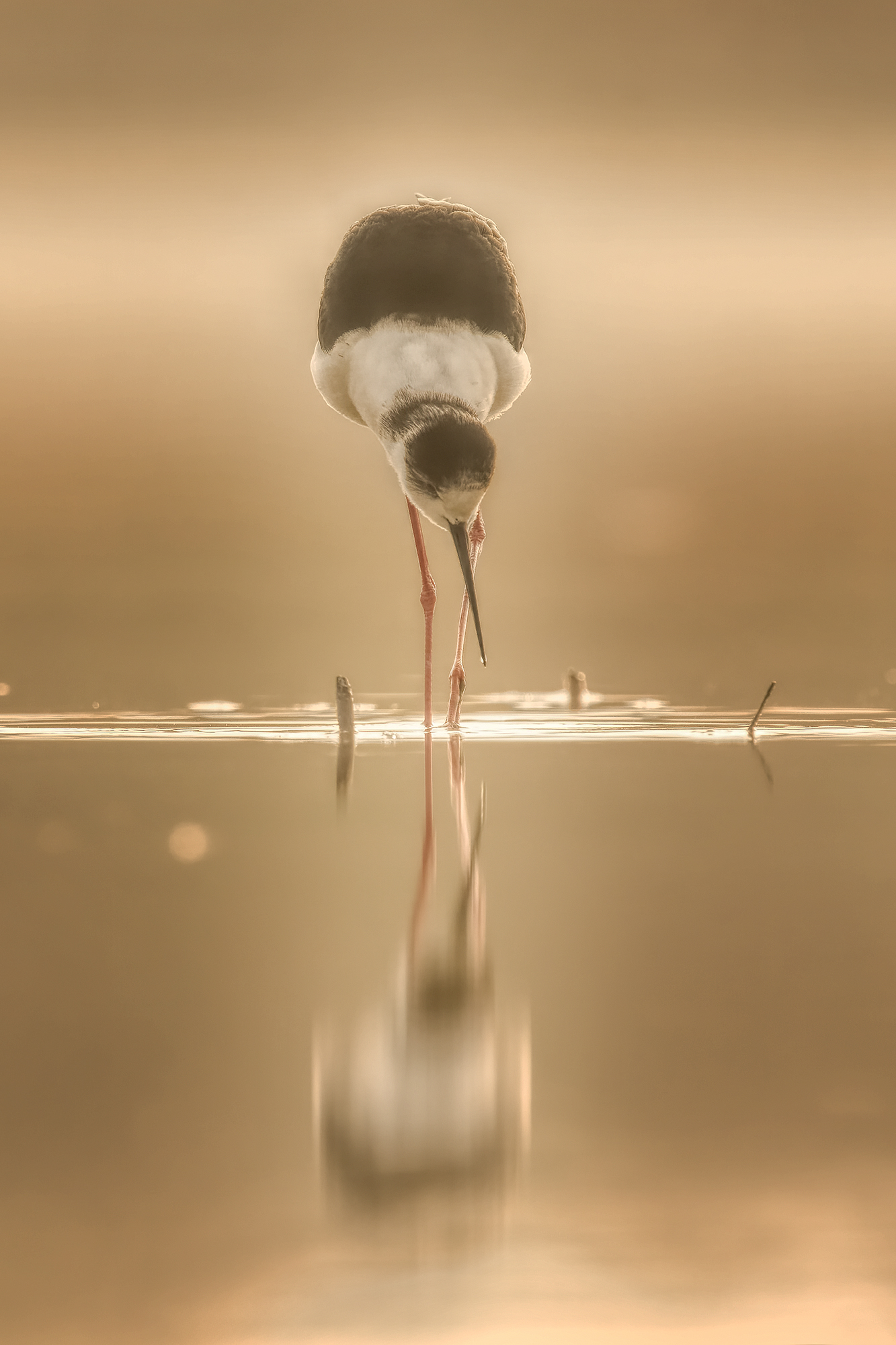 le prime luci dell'est