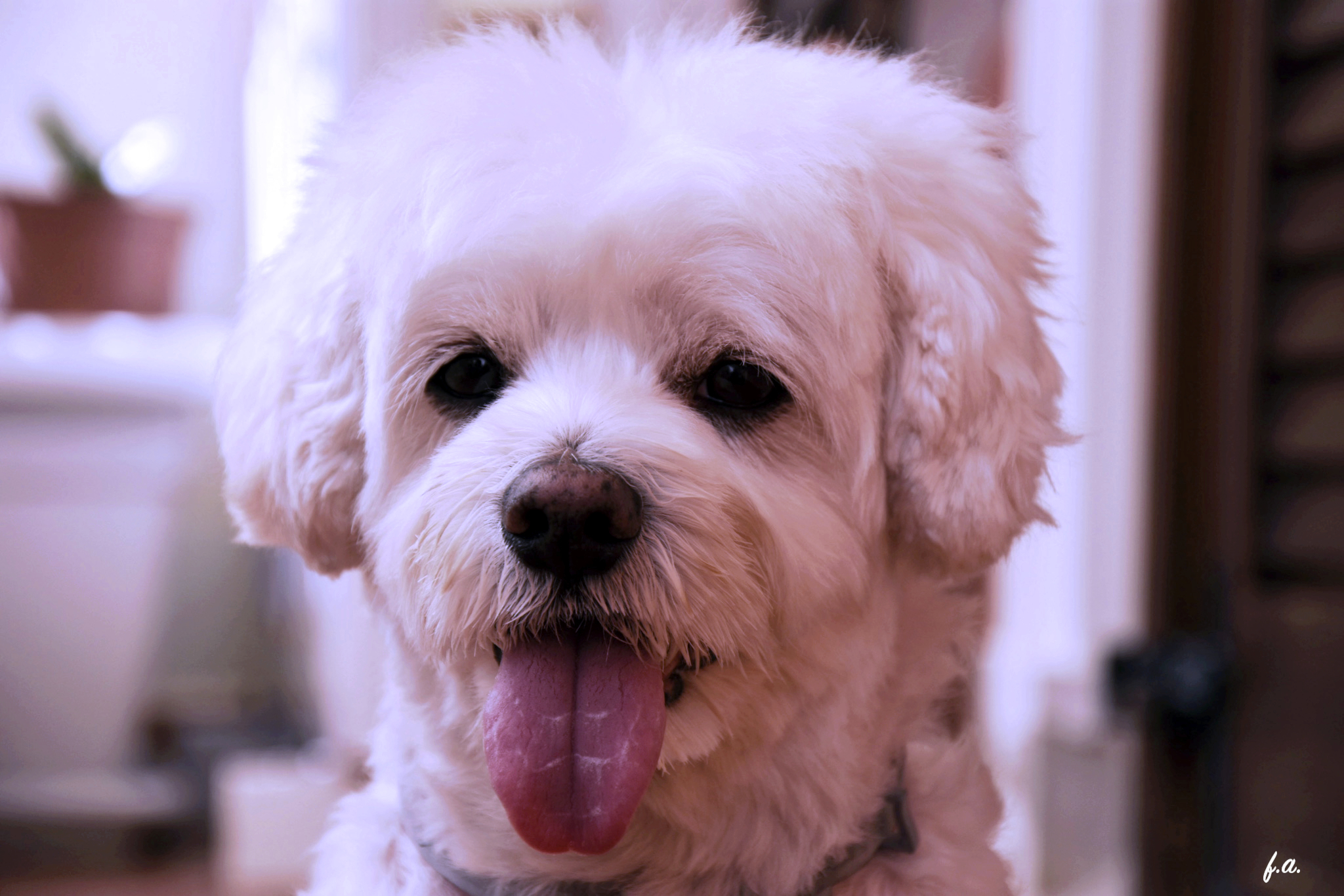 Chien Yoshi, (Chien Yoshi)