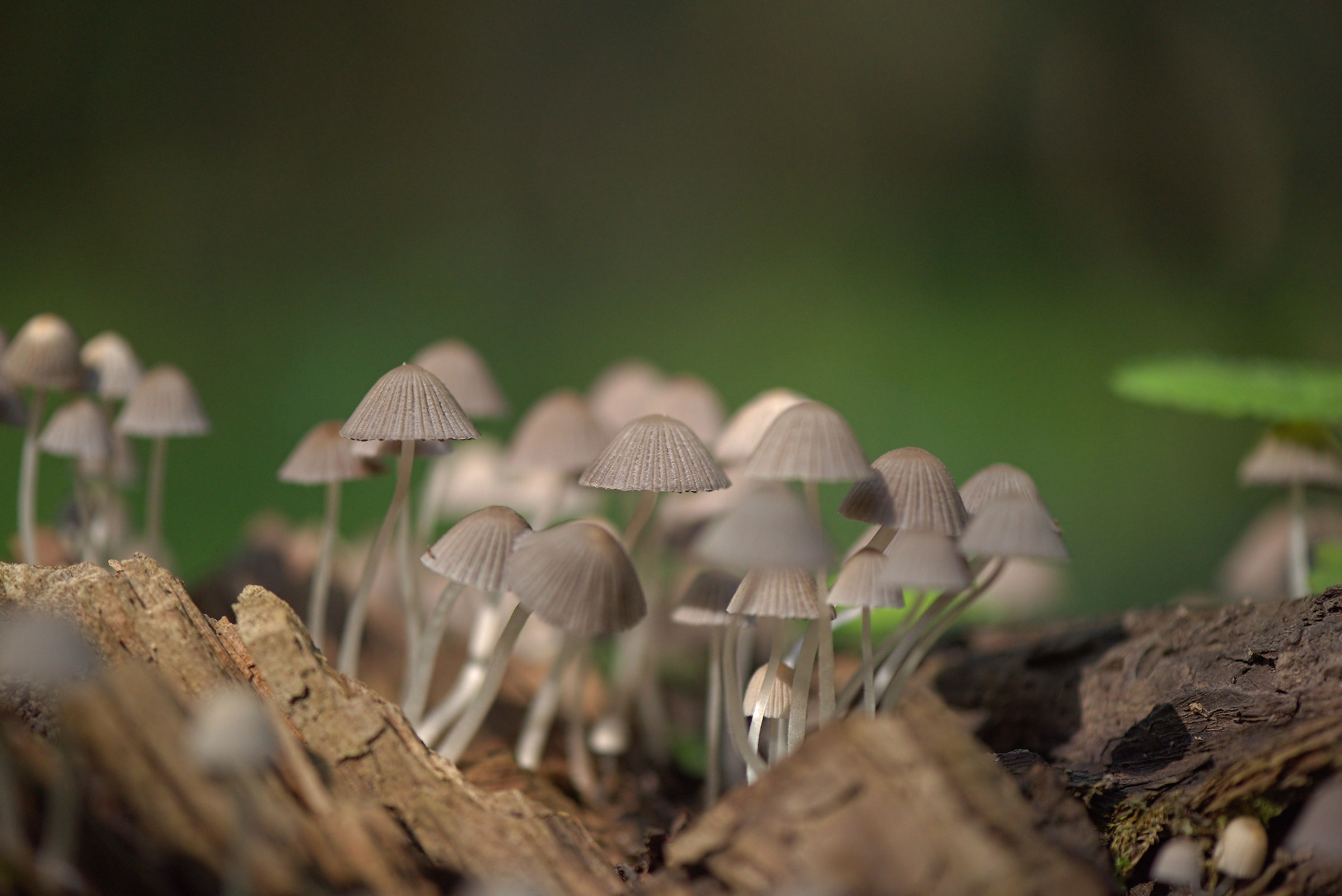 Famigliola di funghi