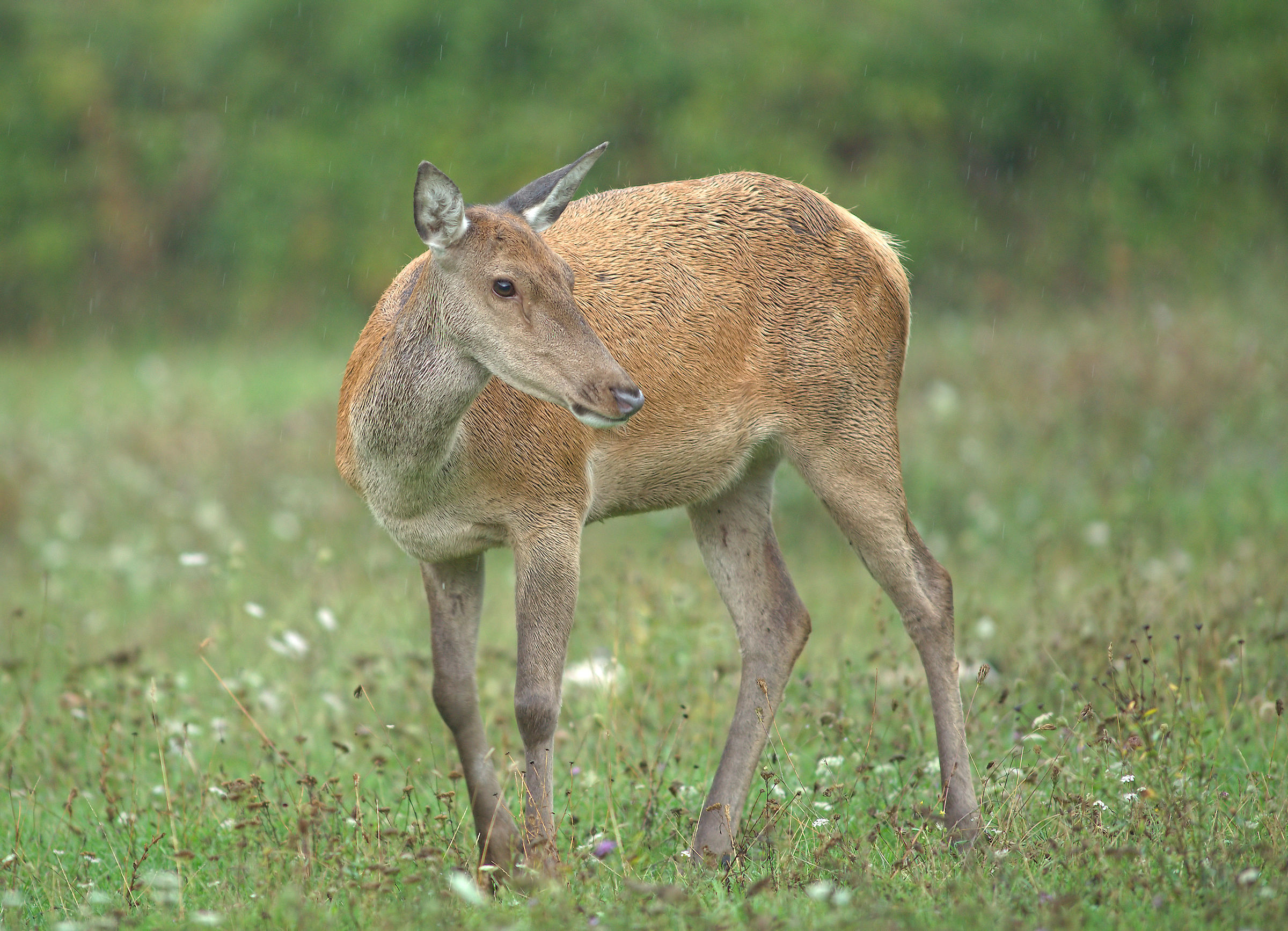 Female deer