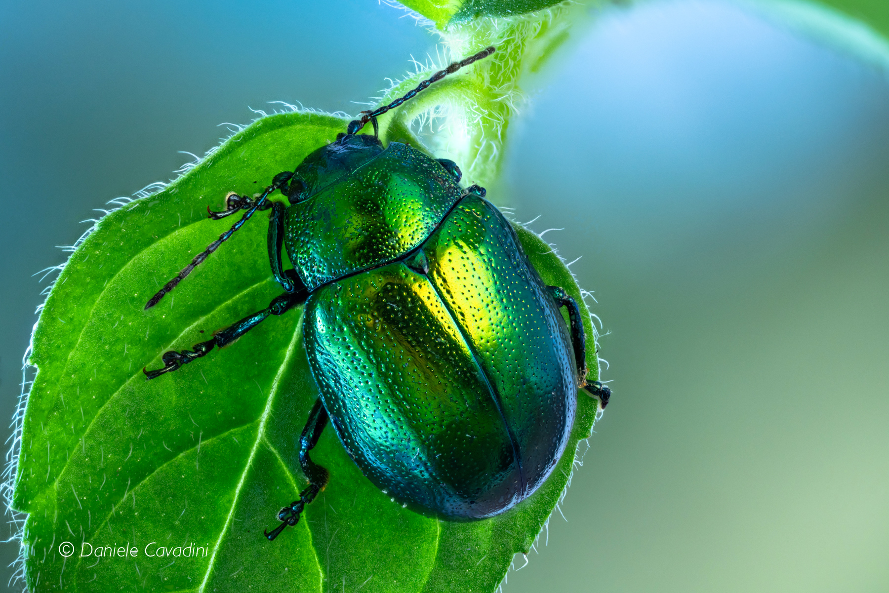 Beautiful as the sun