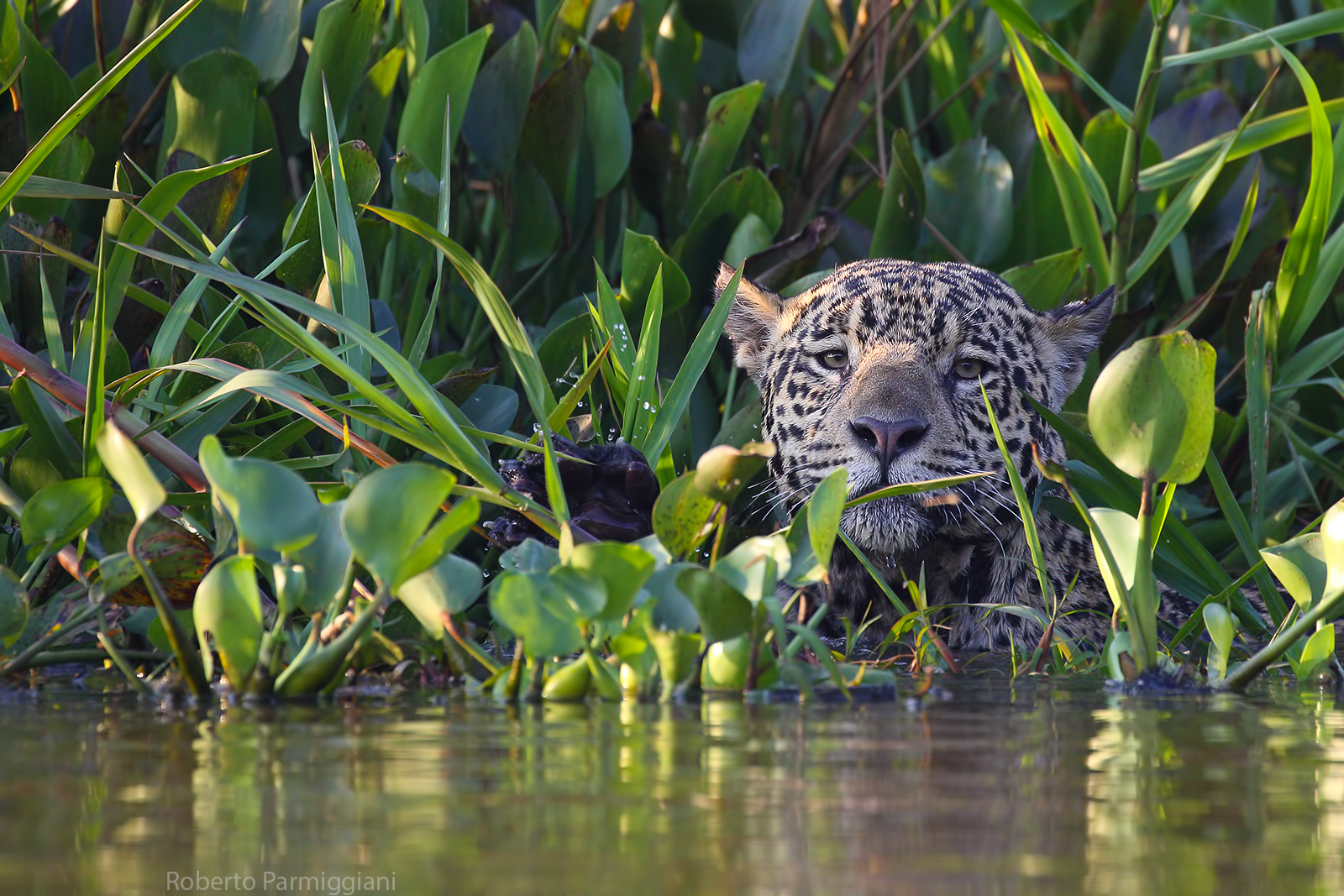 Presenze tra i giaginti d'acqua