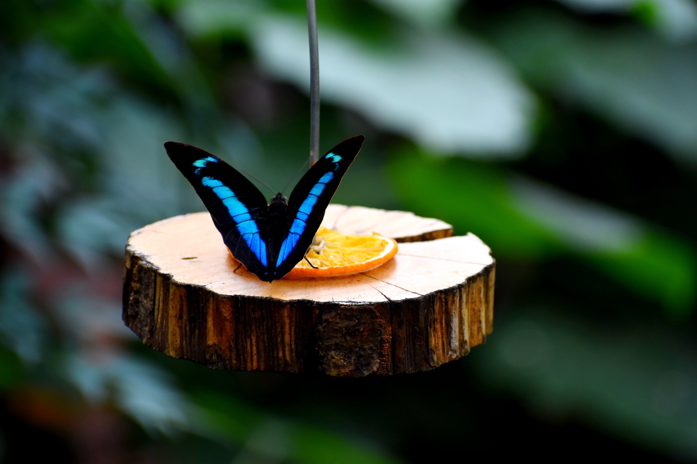 Papillon