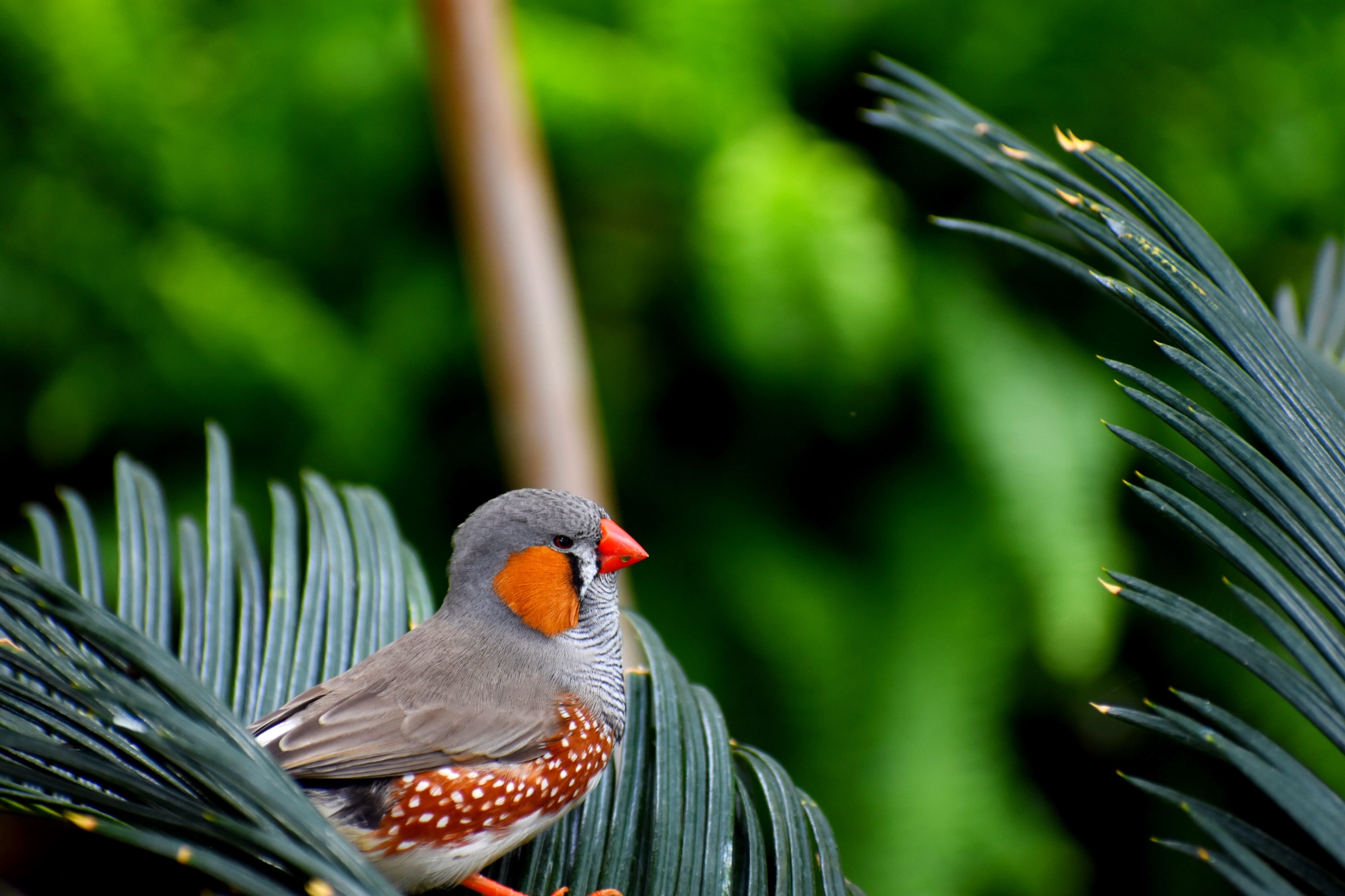 Jardin des papillons