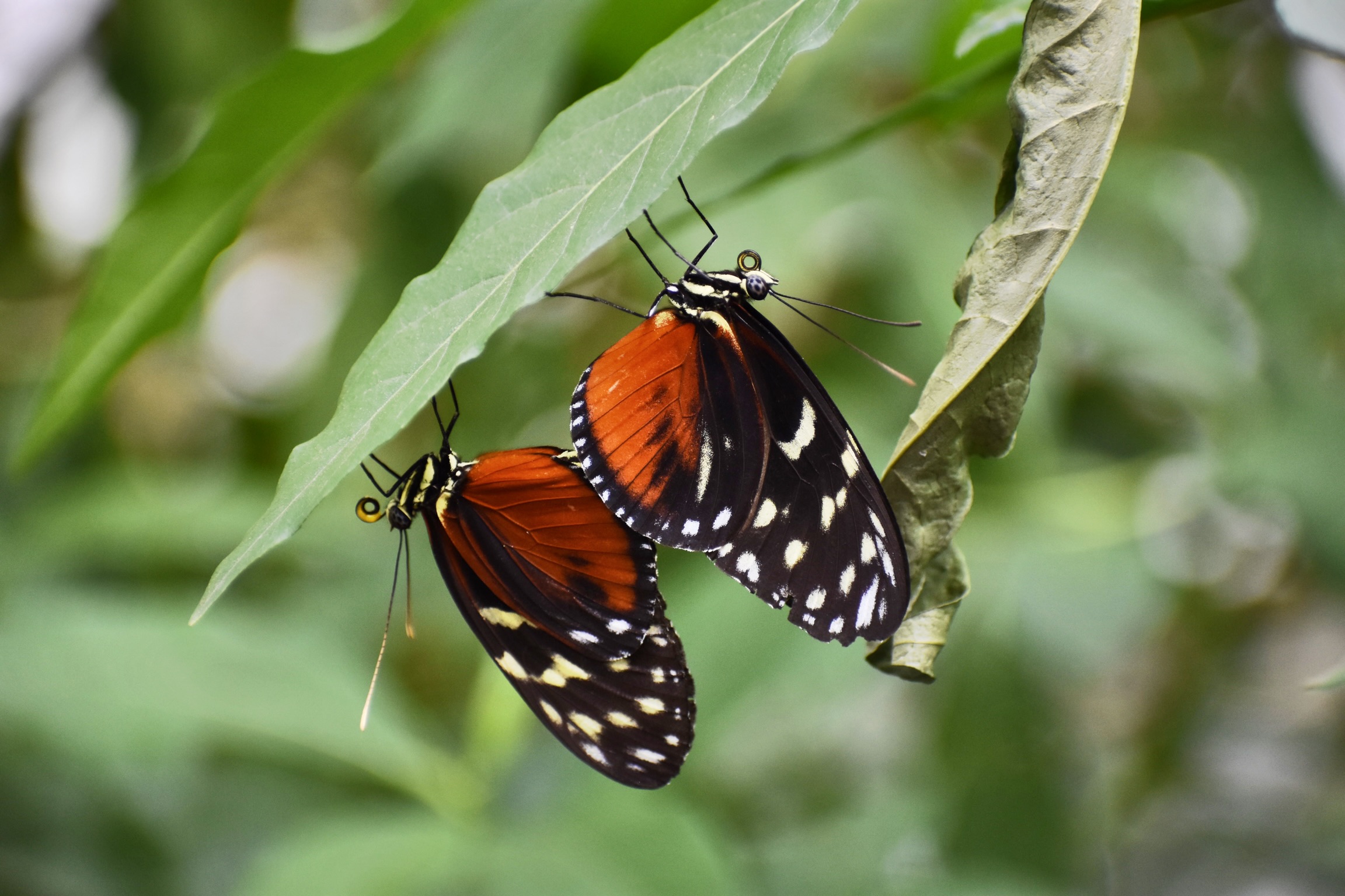 Twin butterflies