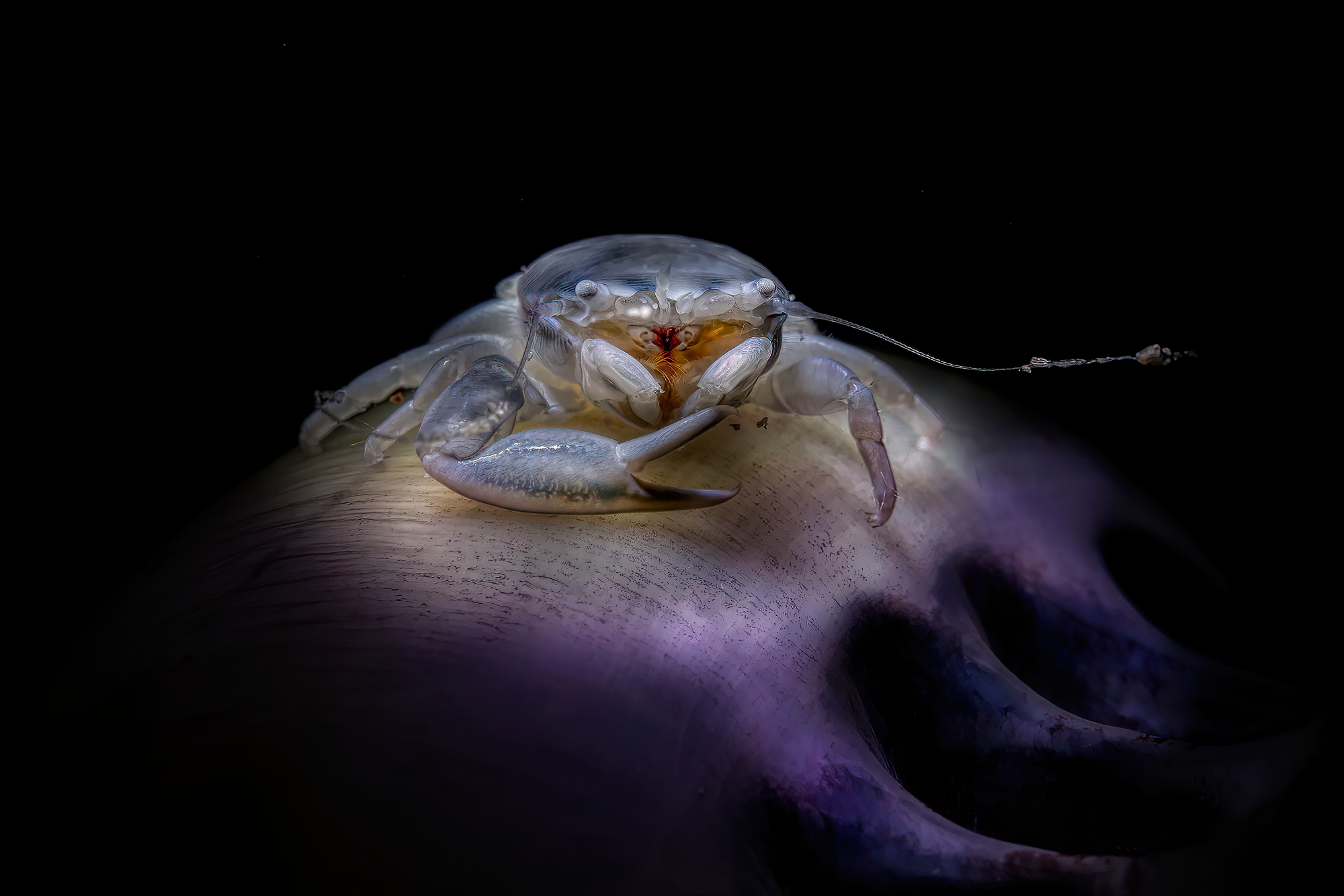 porcellanella triloba sopra pennatula