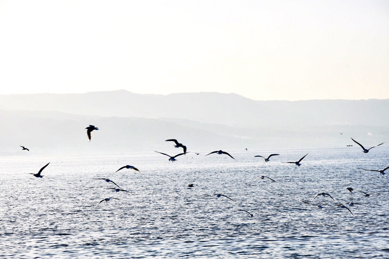Mouettes