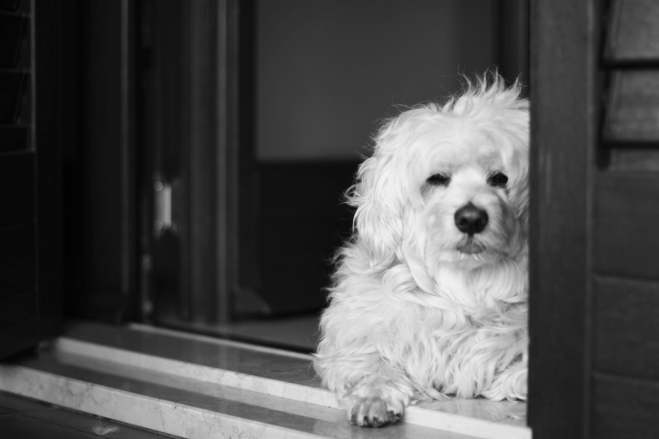 Mon petit Yoshi