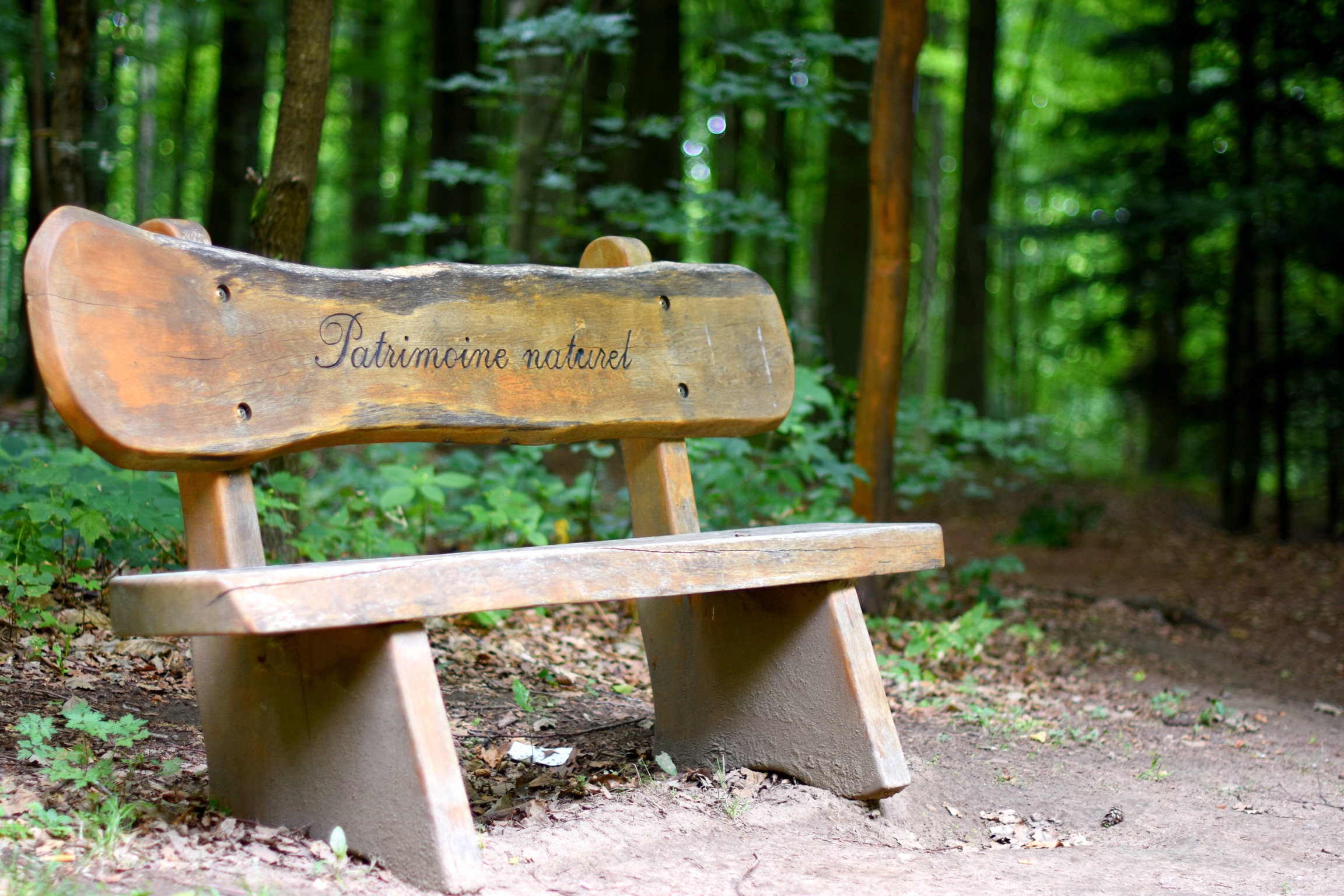 Dans les bois