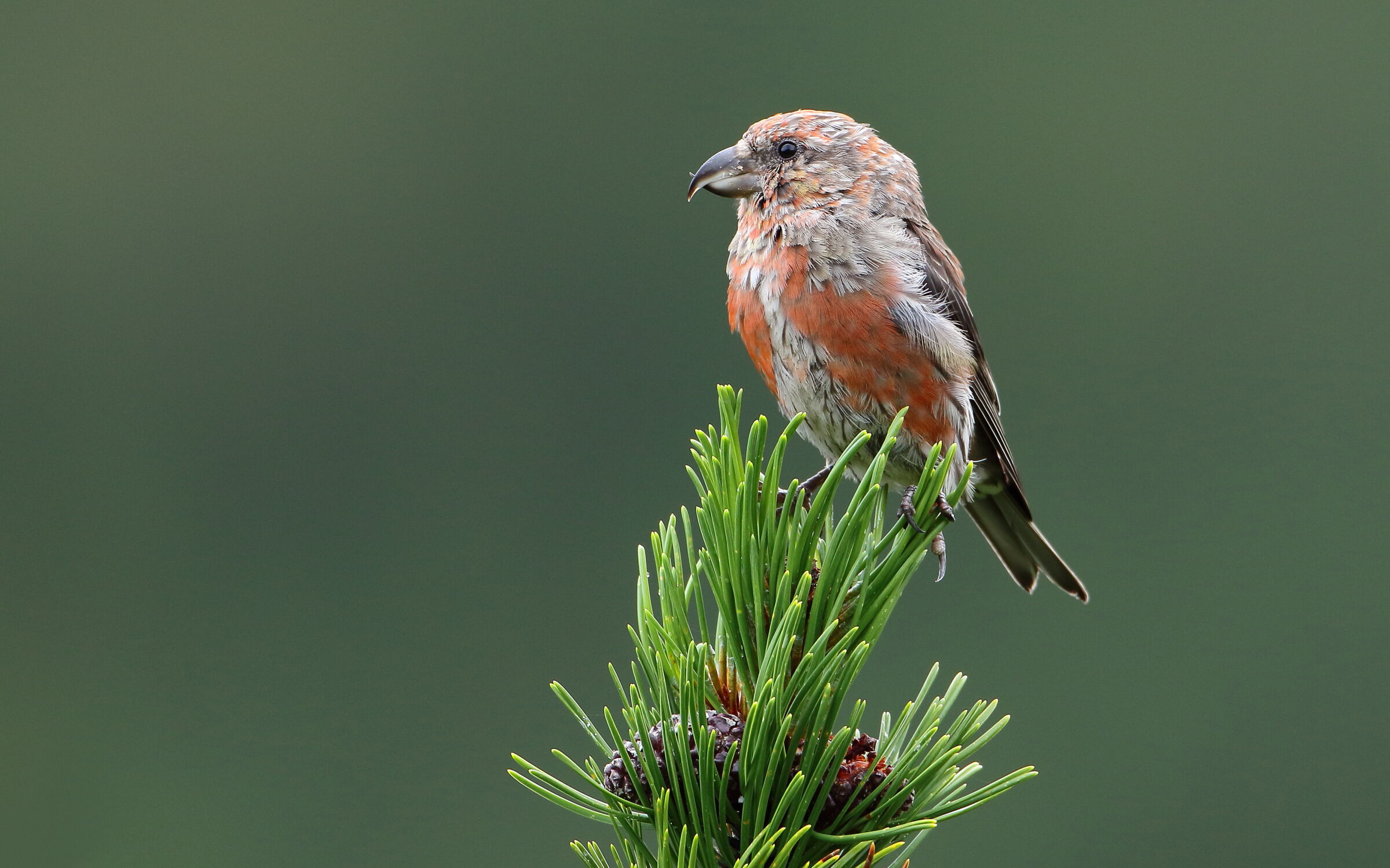 Crociere su Pino Mugo