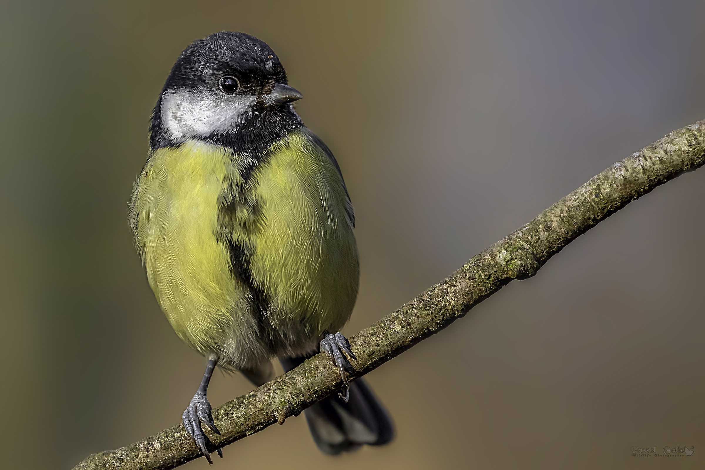 Ottima tit (Cyanistes caeruleus) versione corretta