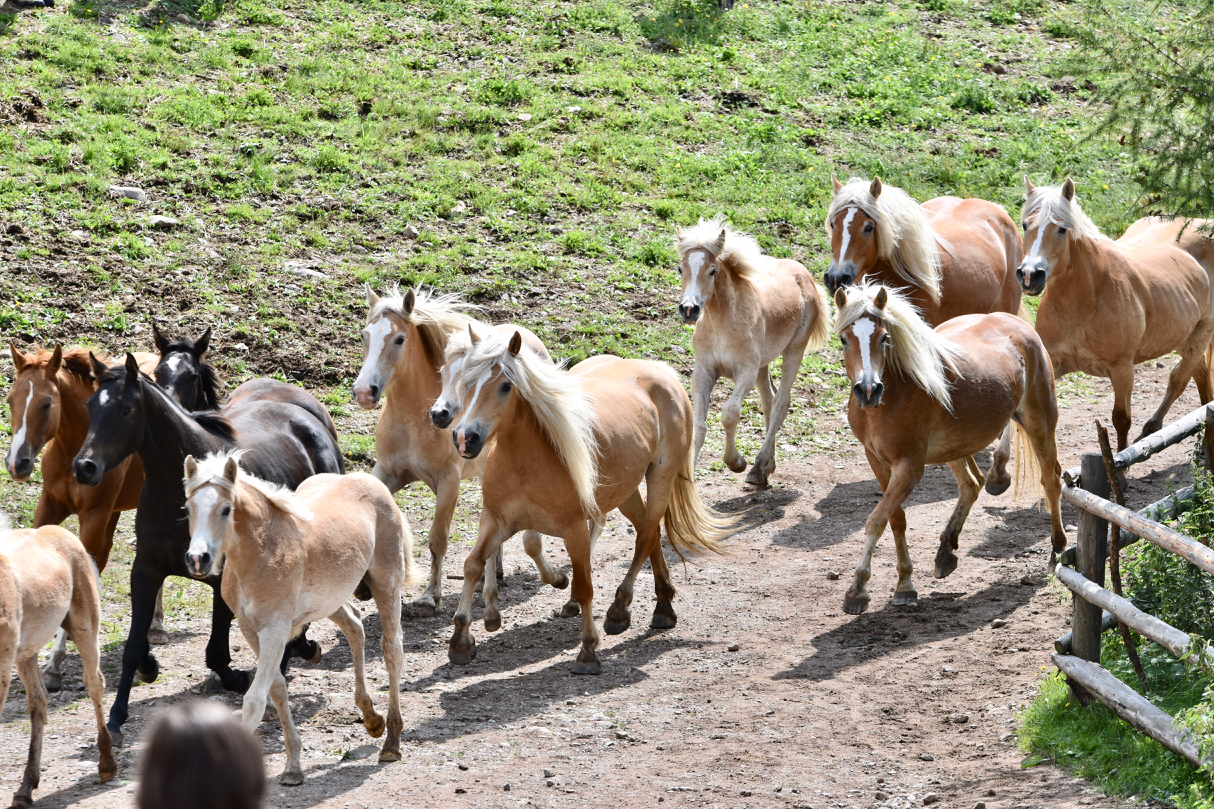 Bartlmas il giorno di S. Bartolomeo sul Renon 3