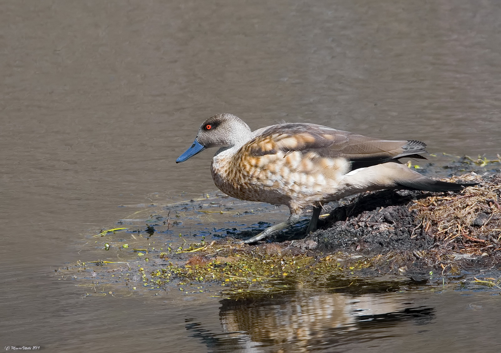 Crested Duck (Lophonetta Specularioides)