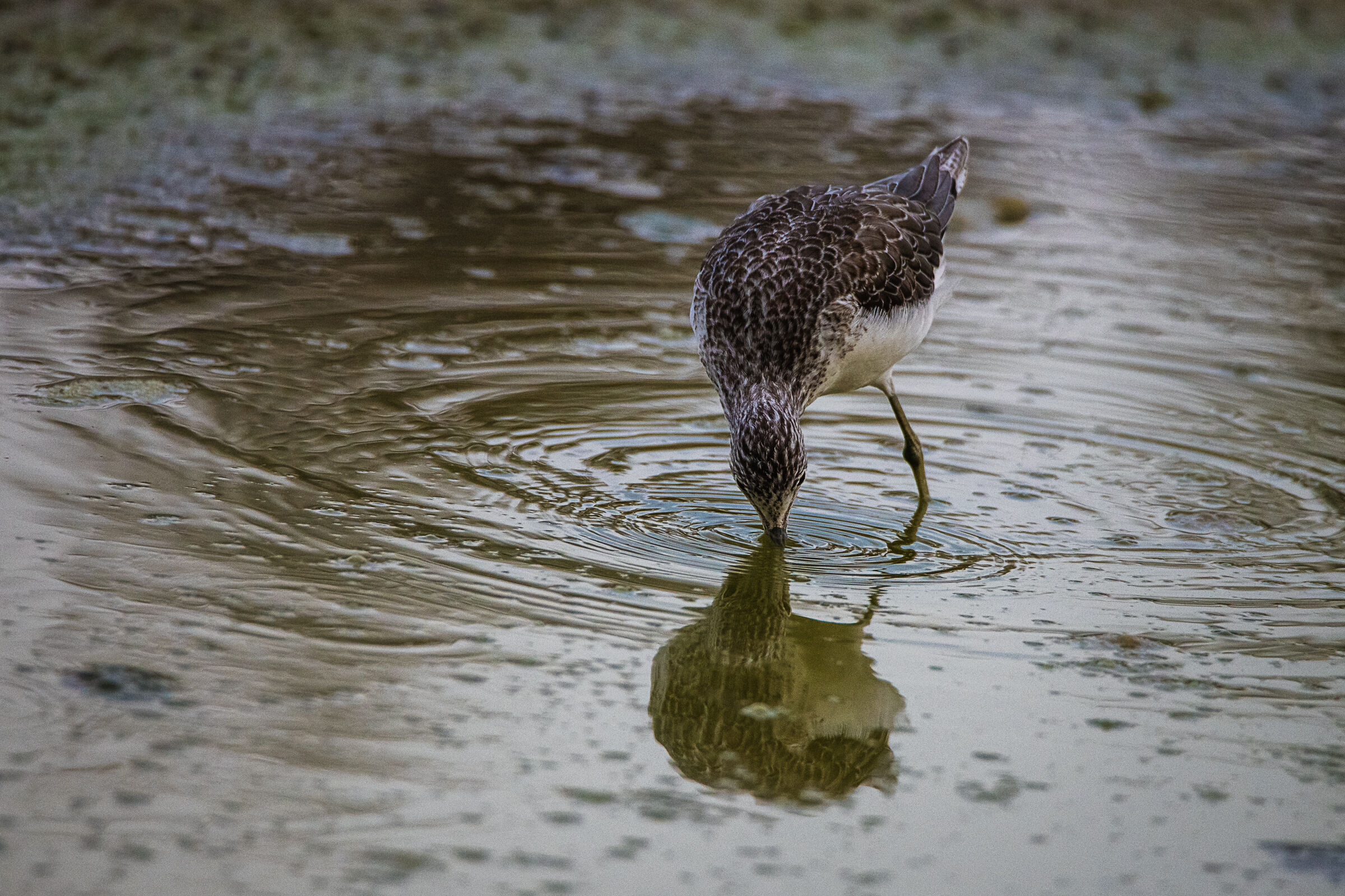 la pesca della pantana