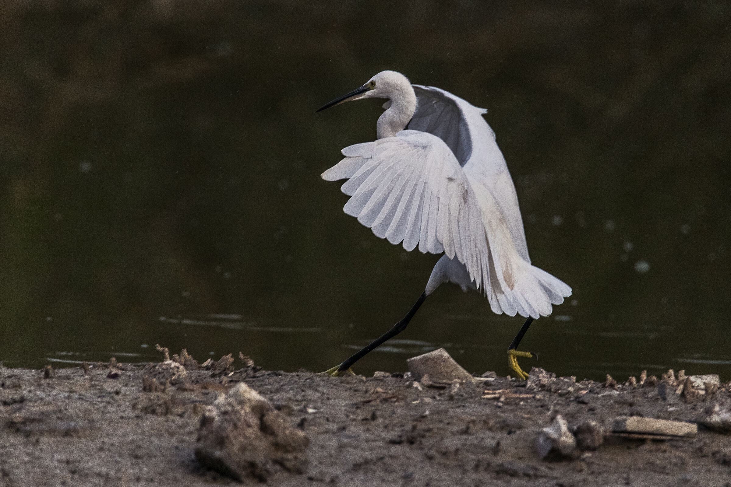 il ballo della Gargetta