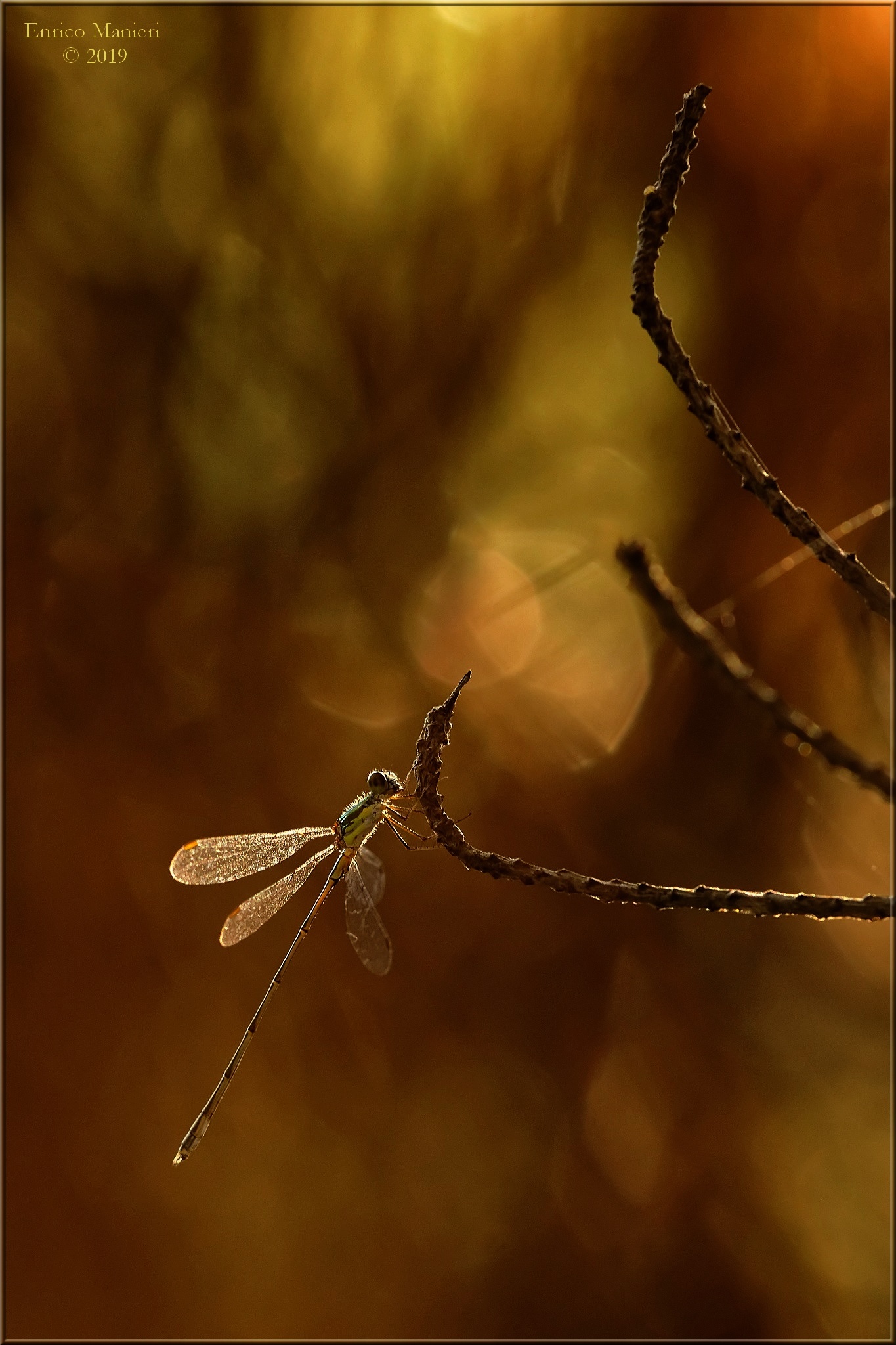 Chalcolestes Viridis in pineta