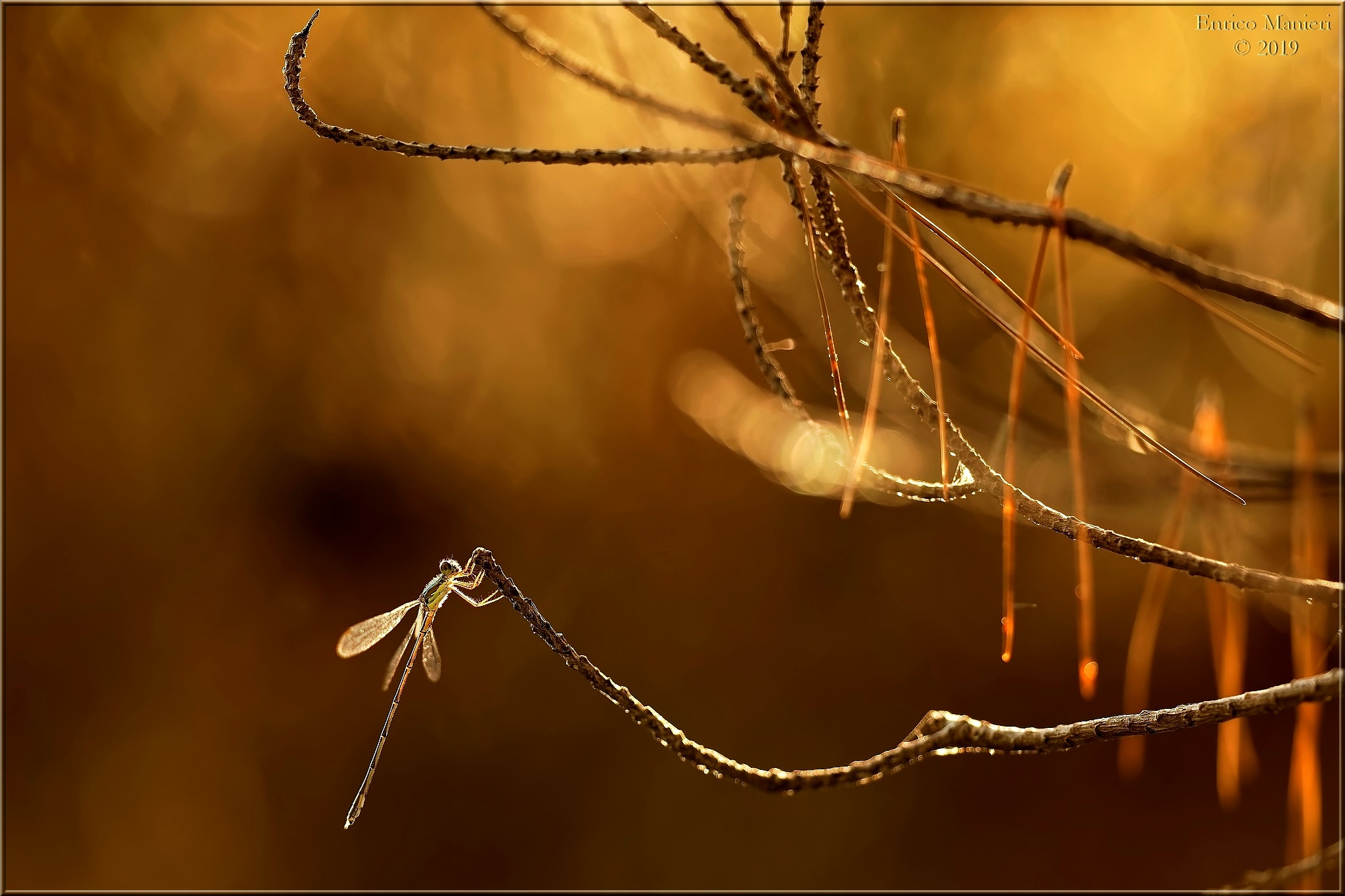 Controsole nell'ombra della pineta