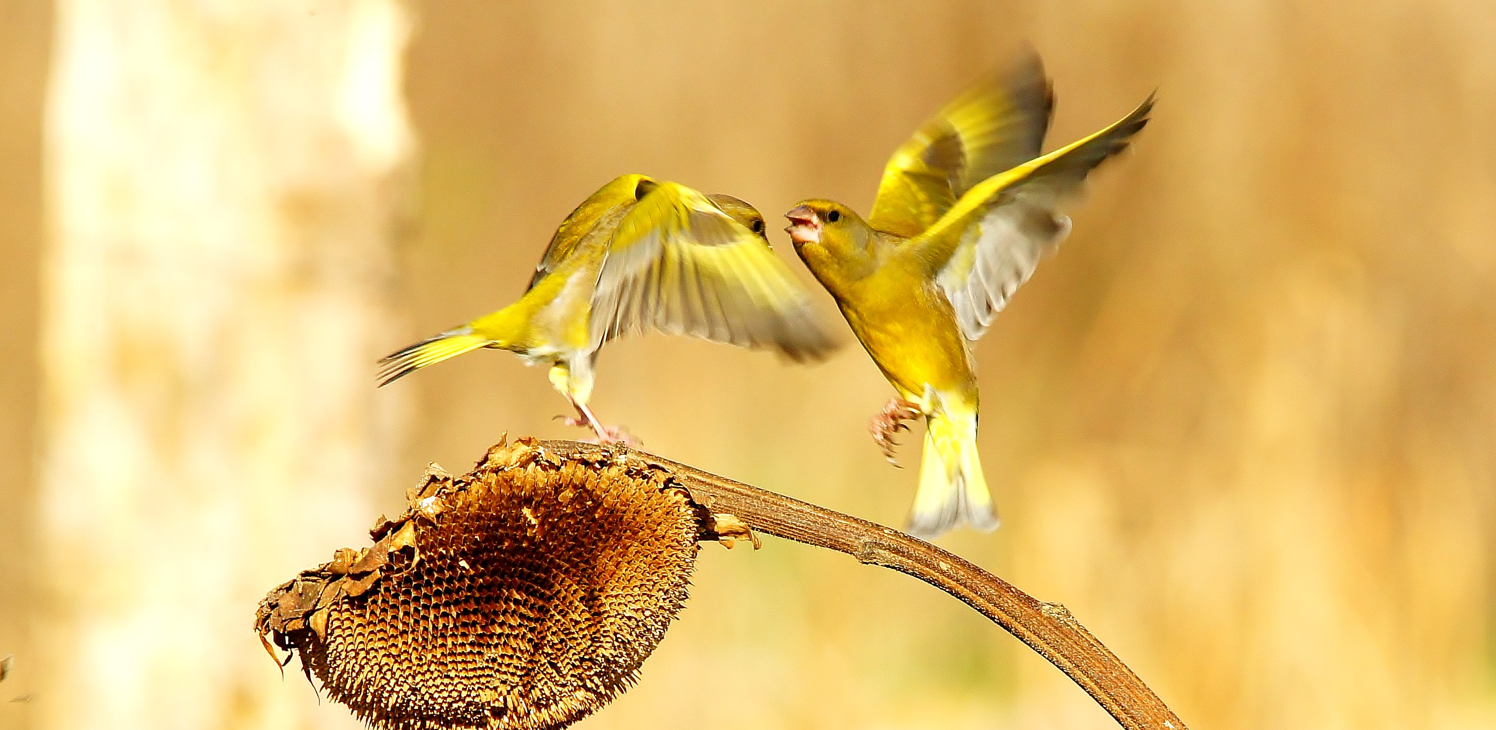 bucks taken in combat in laquerciola