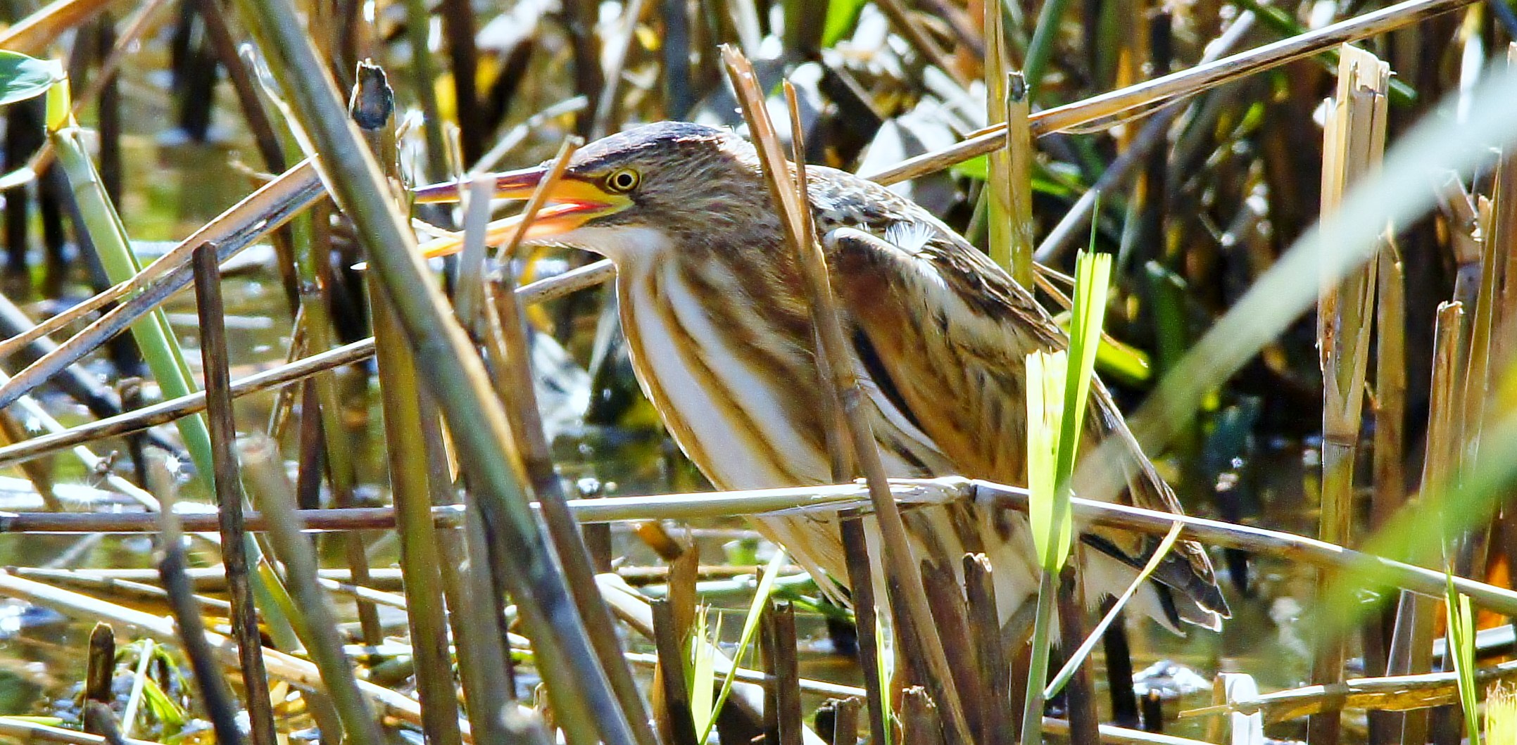 Bittern photo taken summer the Querciola