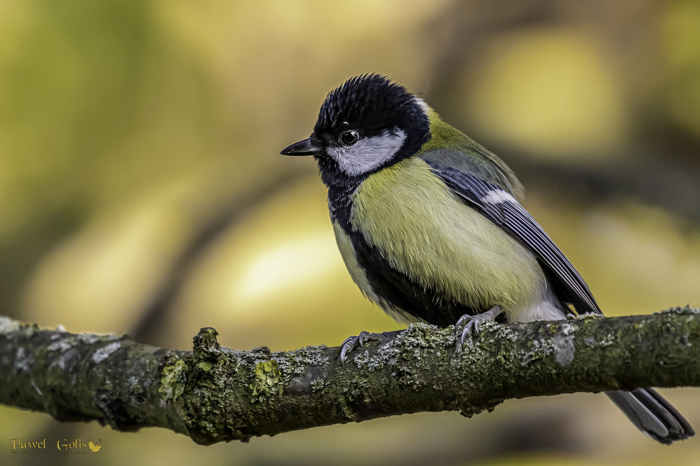 Ottima tit (Parus major)