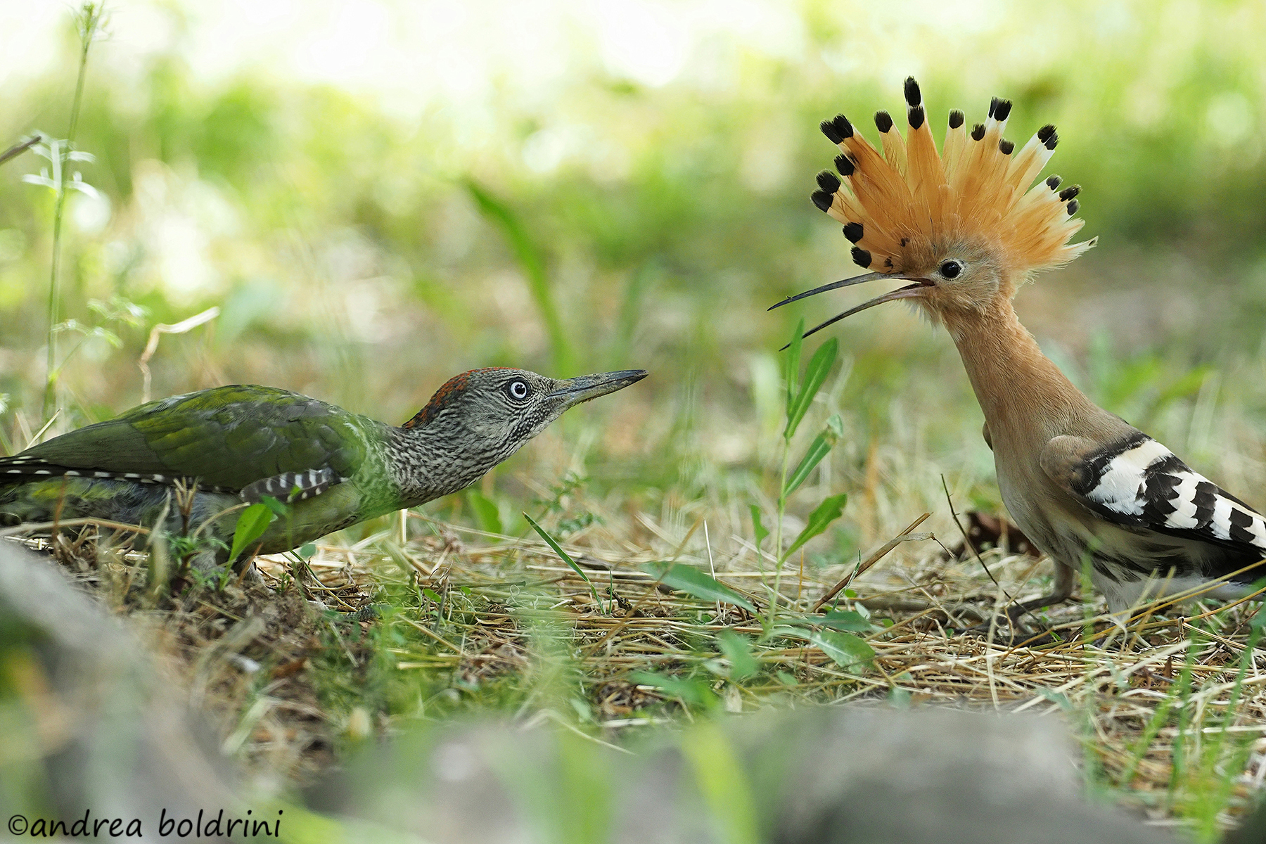 Diffidenza reciproca