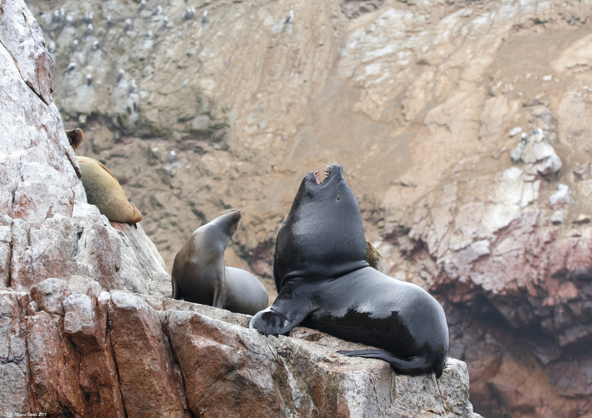 Lions Marine Islands Ballestas Peru
