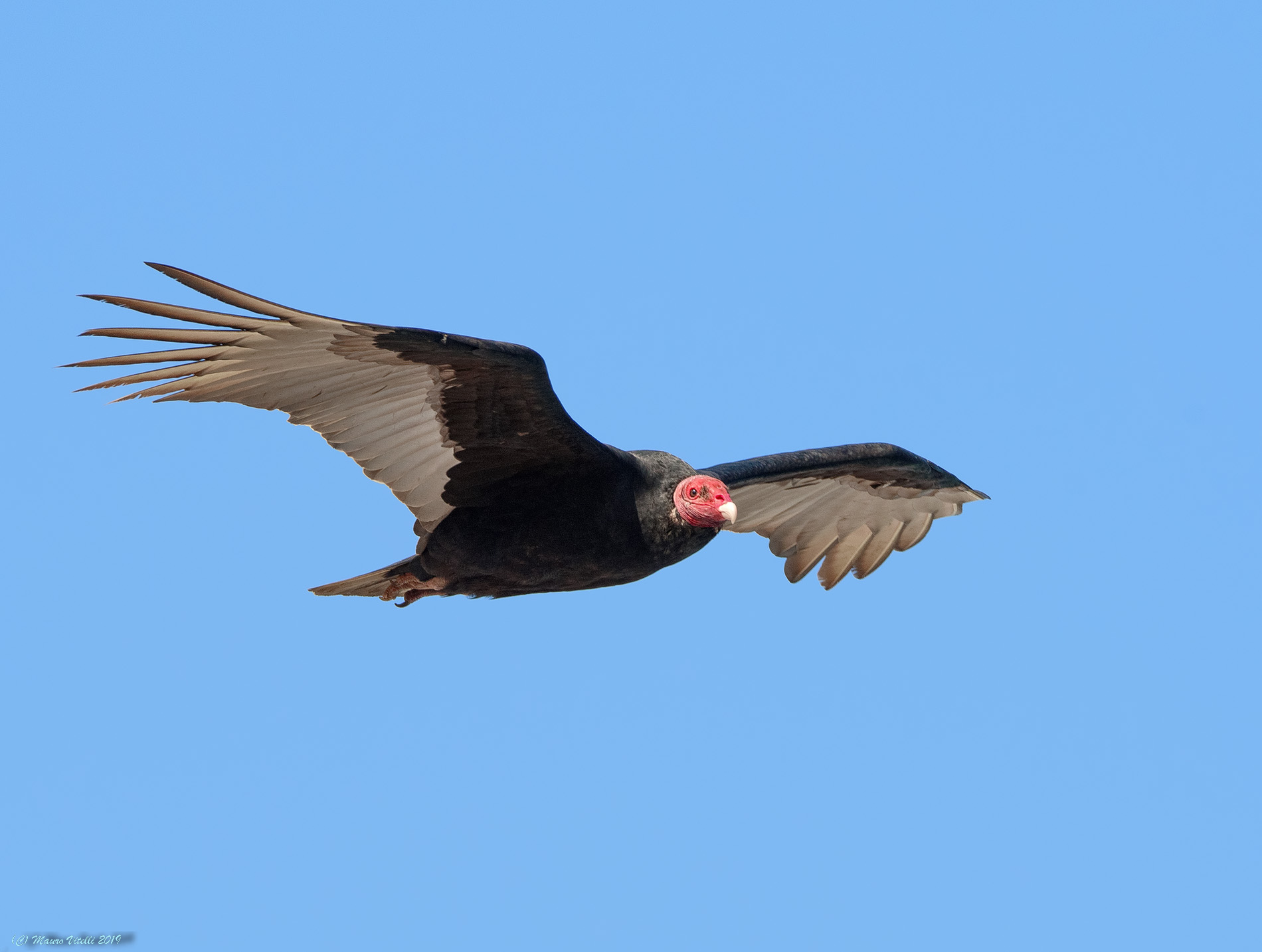 Turkey Vulture (Cathartes aura) Paracas (Perù)