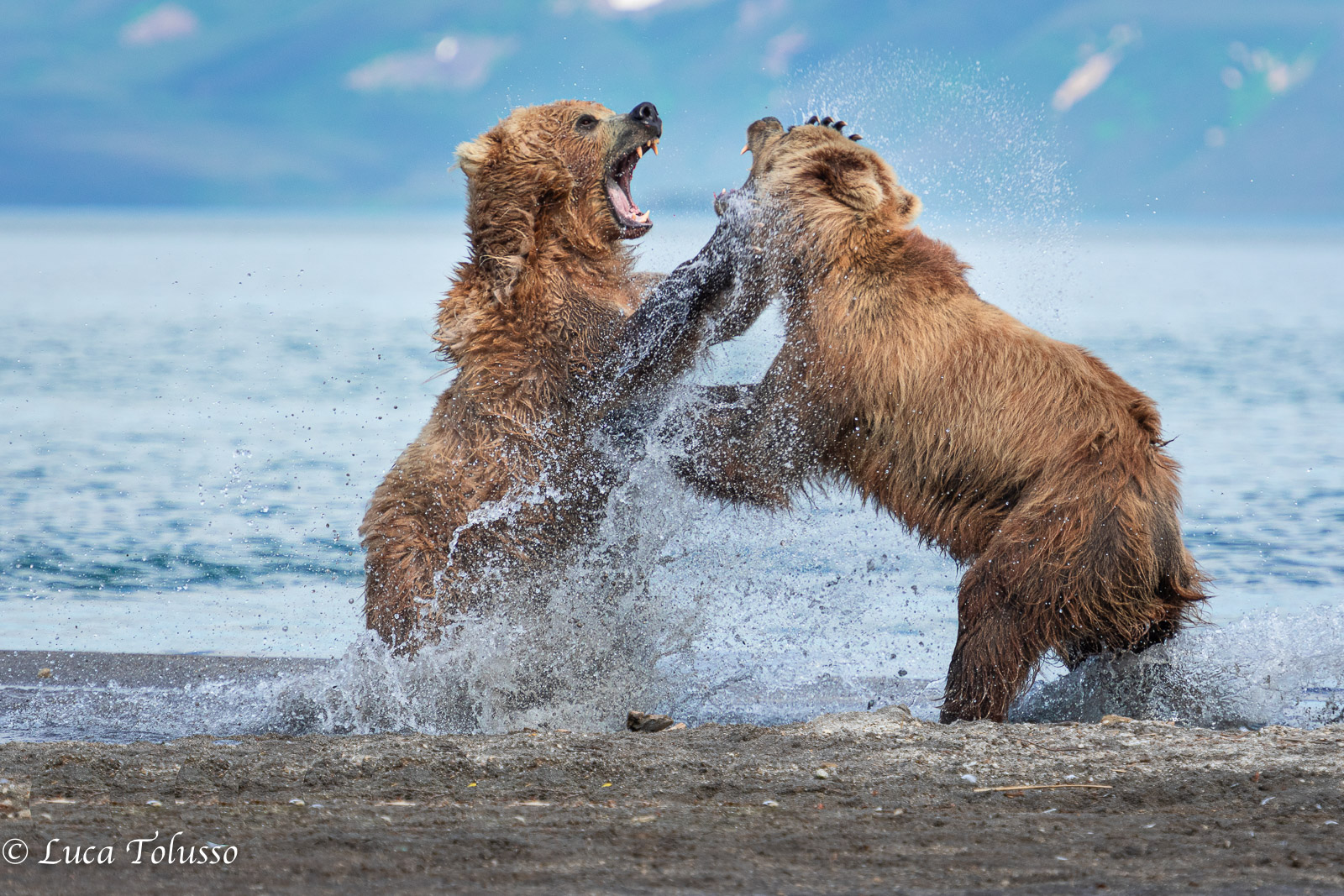 Combattimento tra grizzly