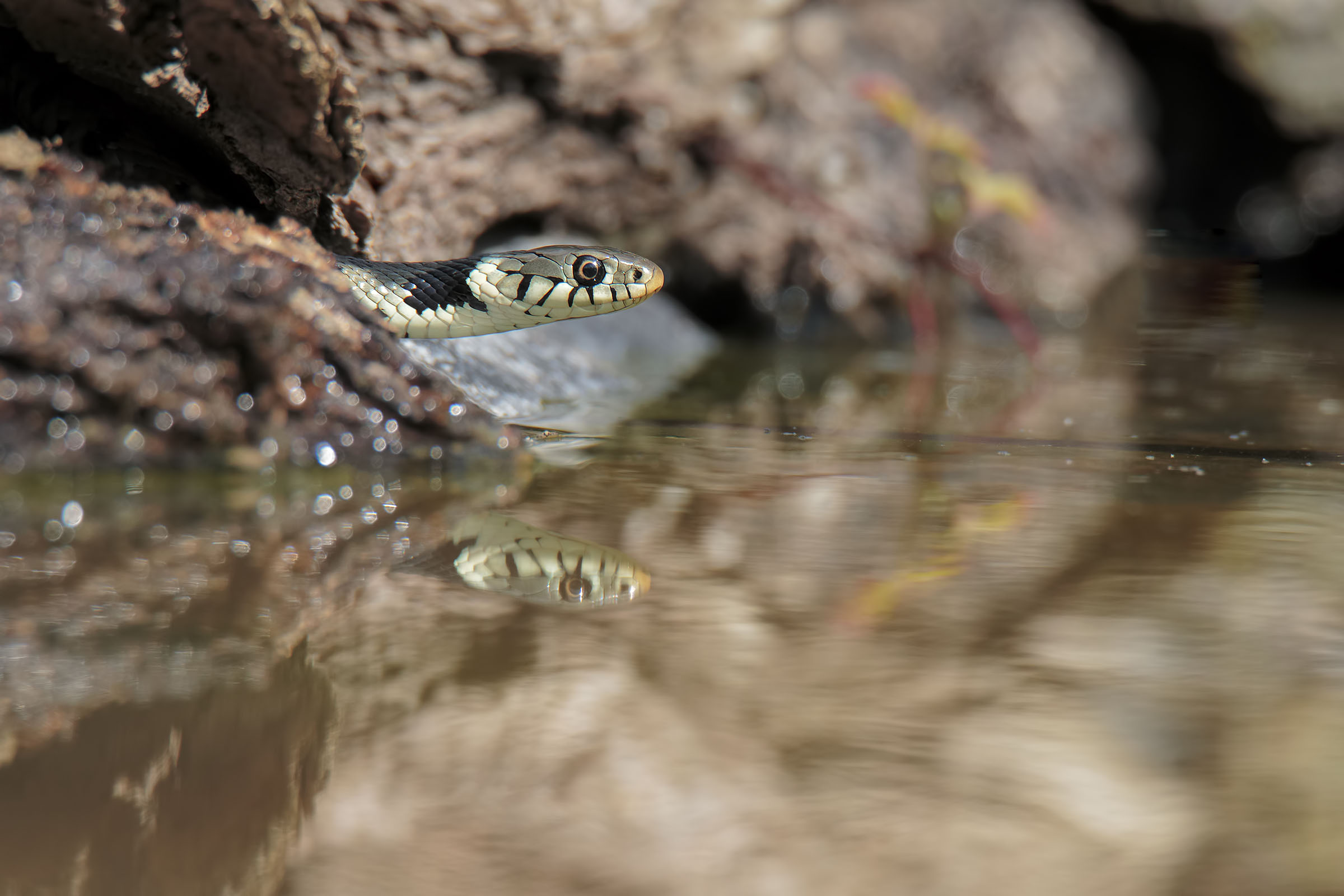 Mirror of my cravings