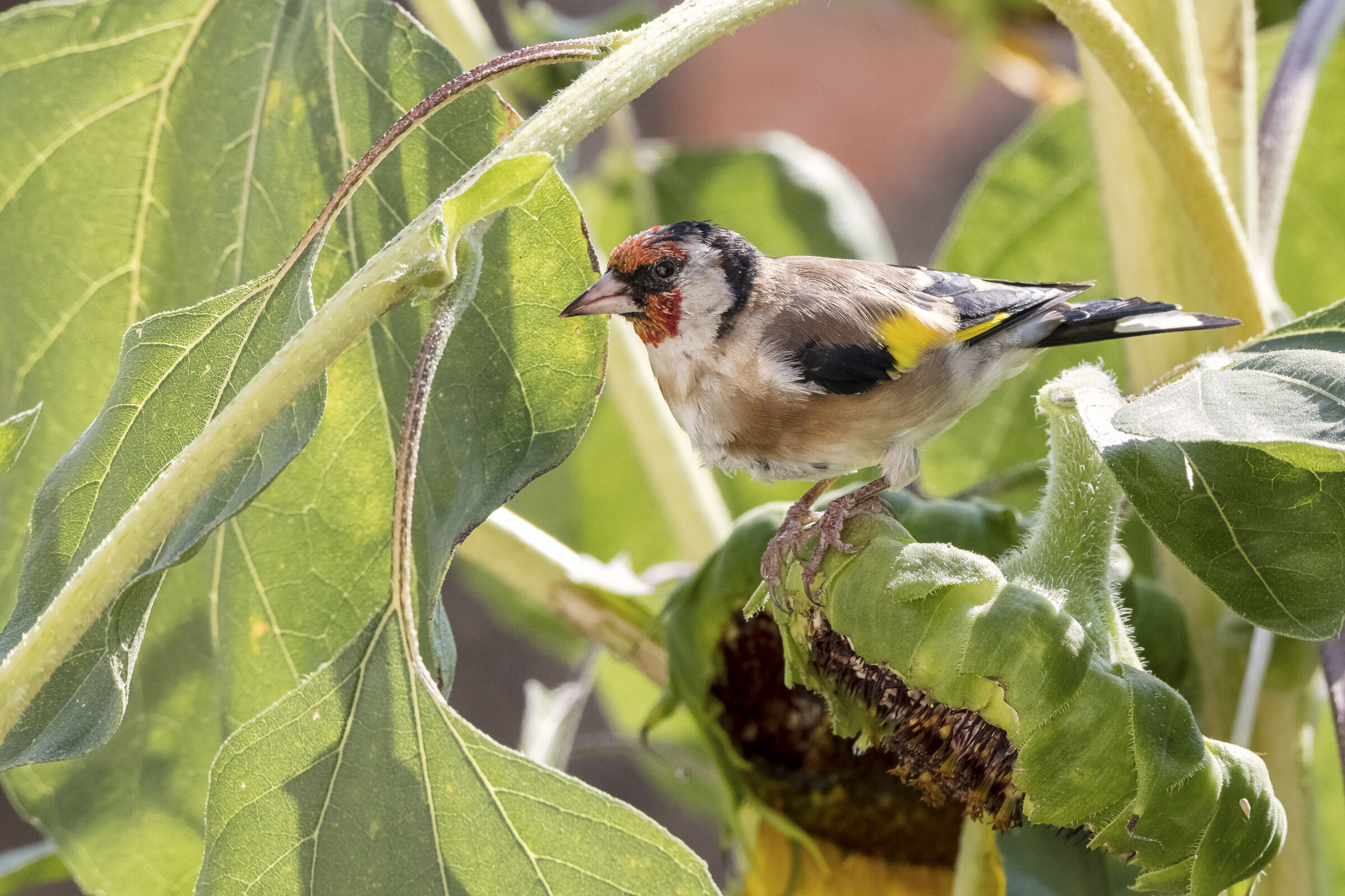 Goldfinch