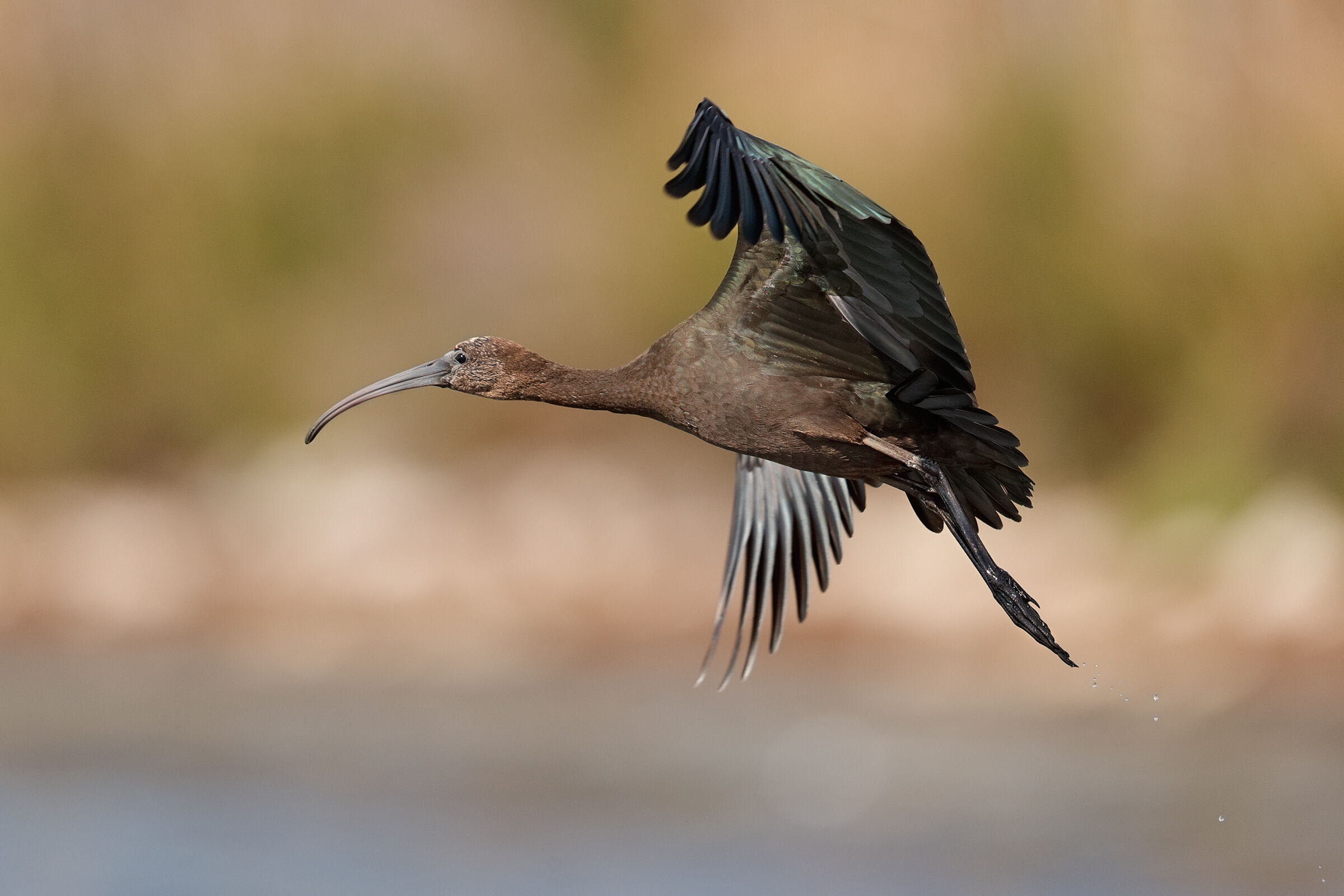 La partenza del mignattaio