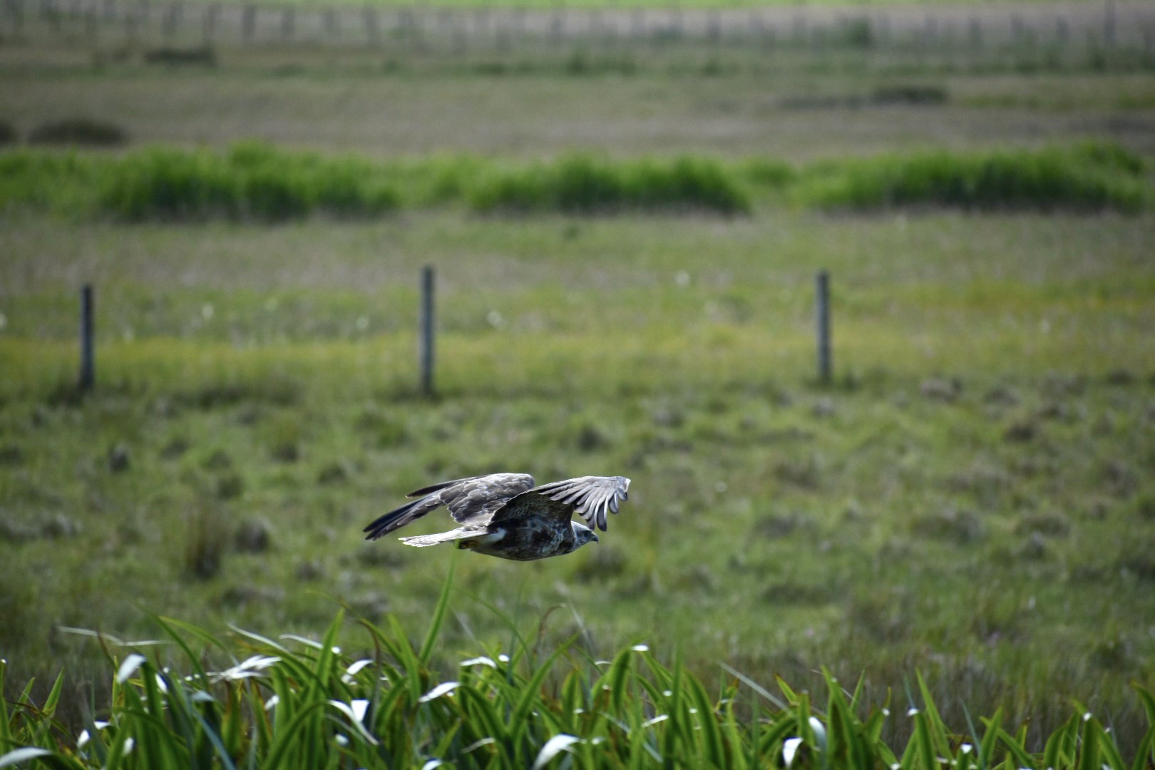 buzzard