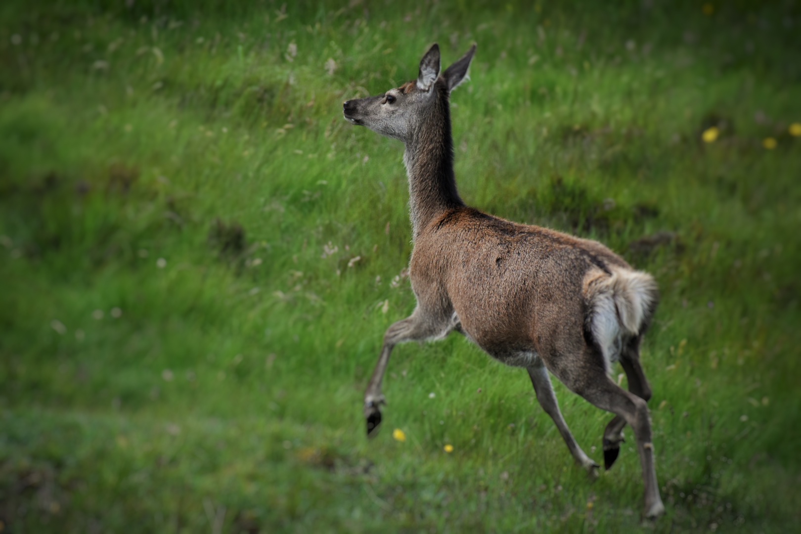 young deer