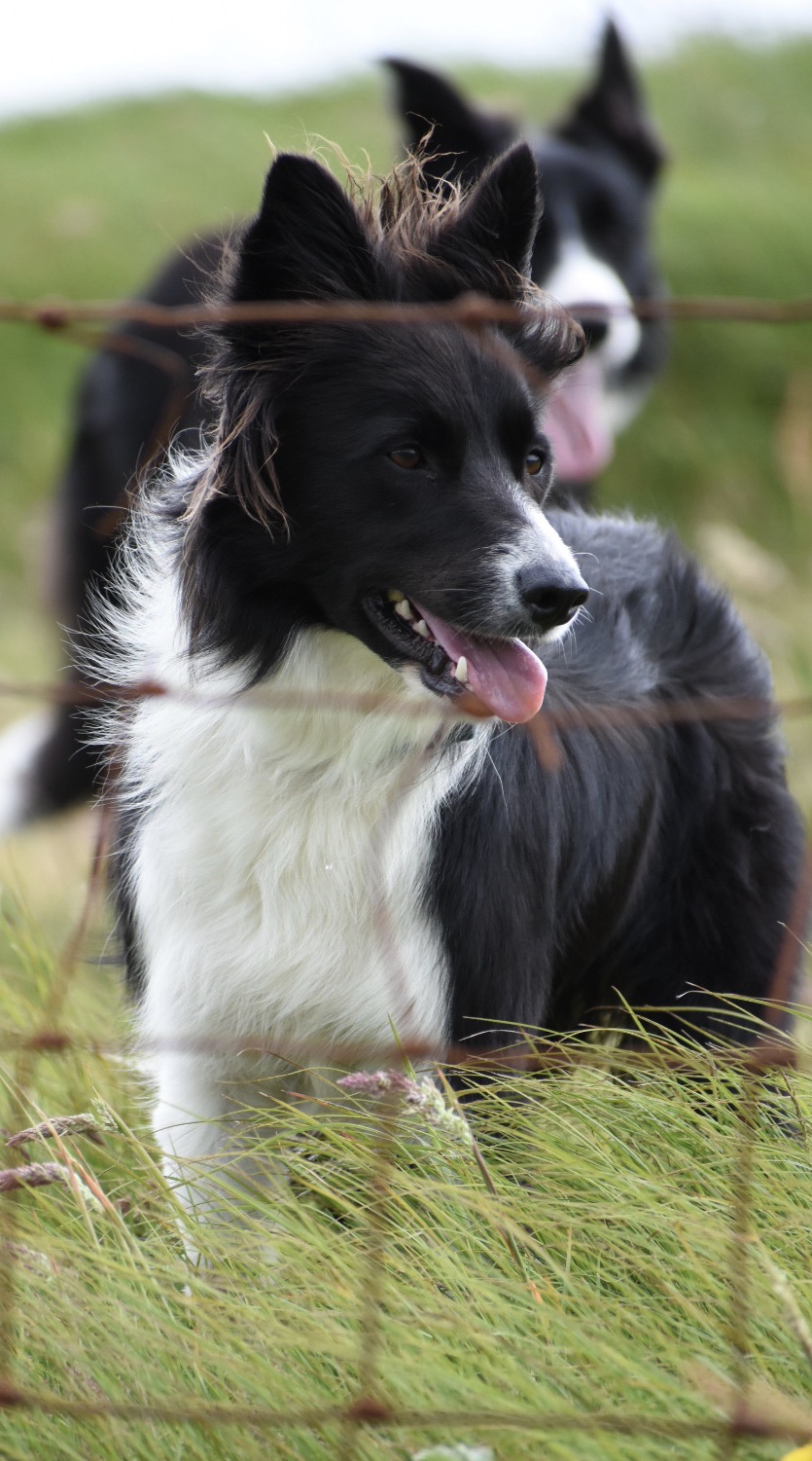 Sheepdog